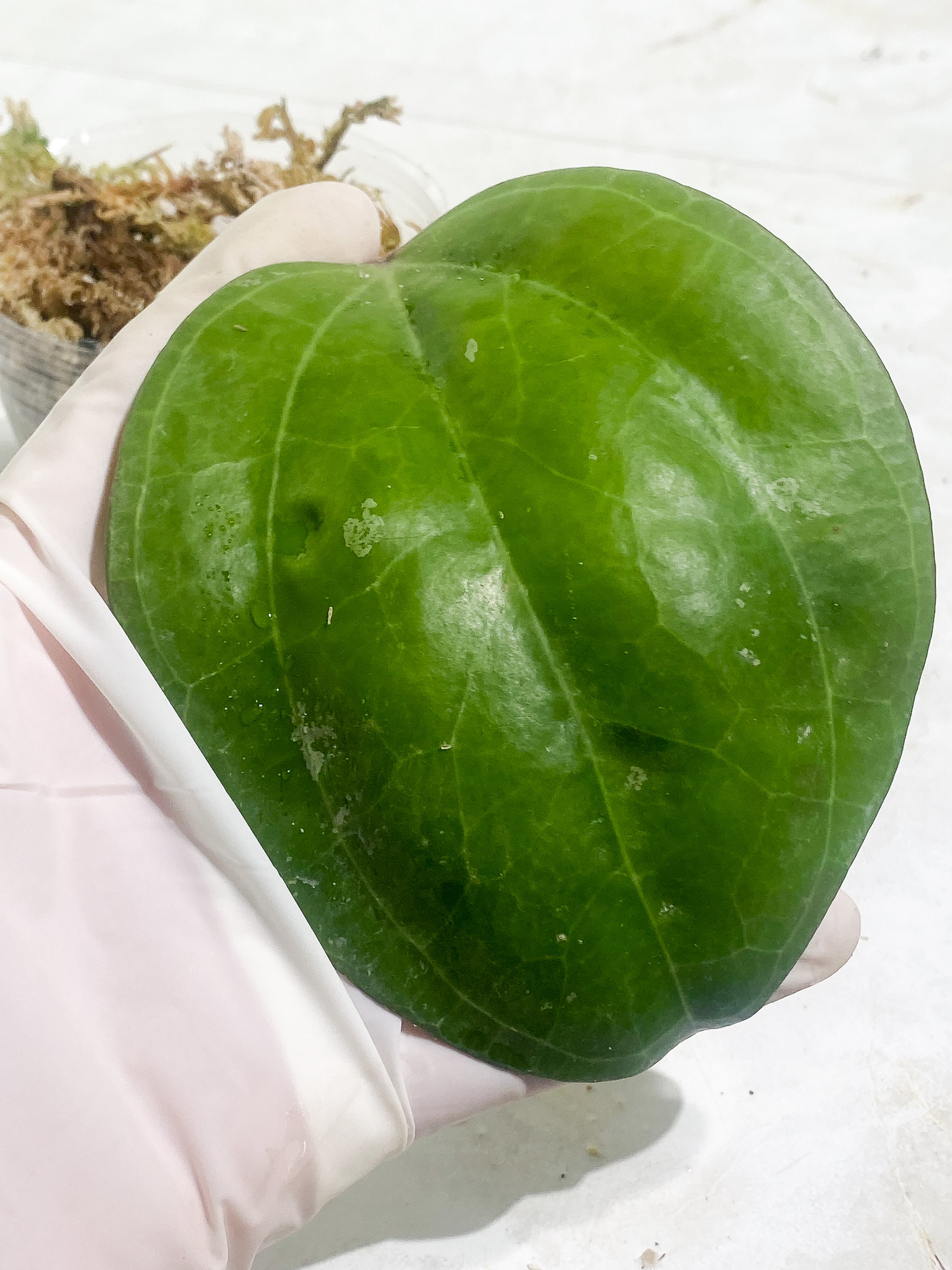 Hoya sarawak 1 leaf Rooted