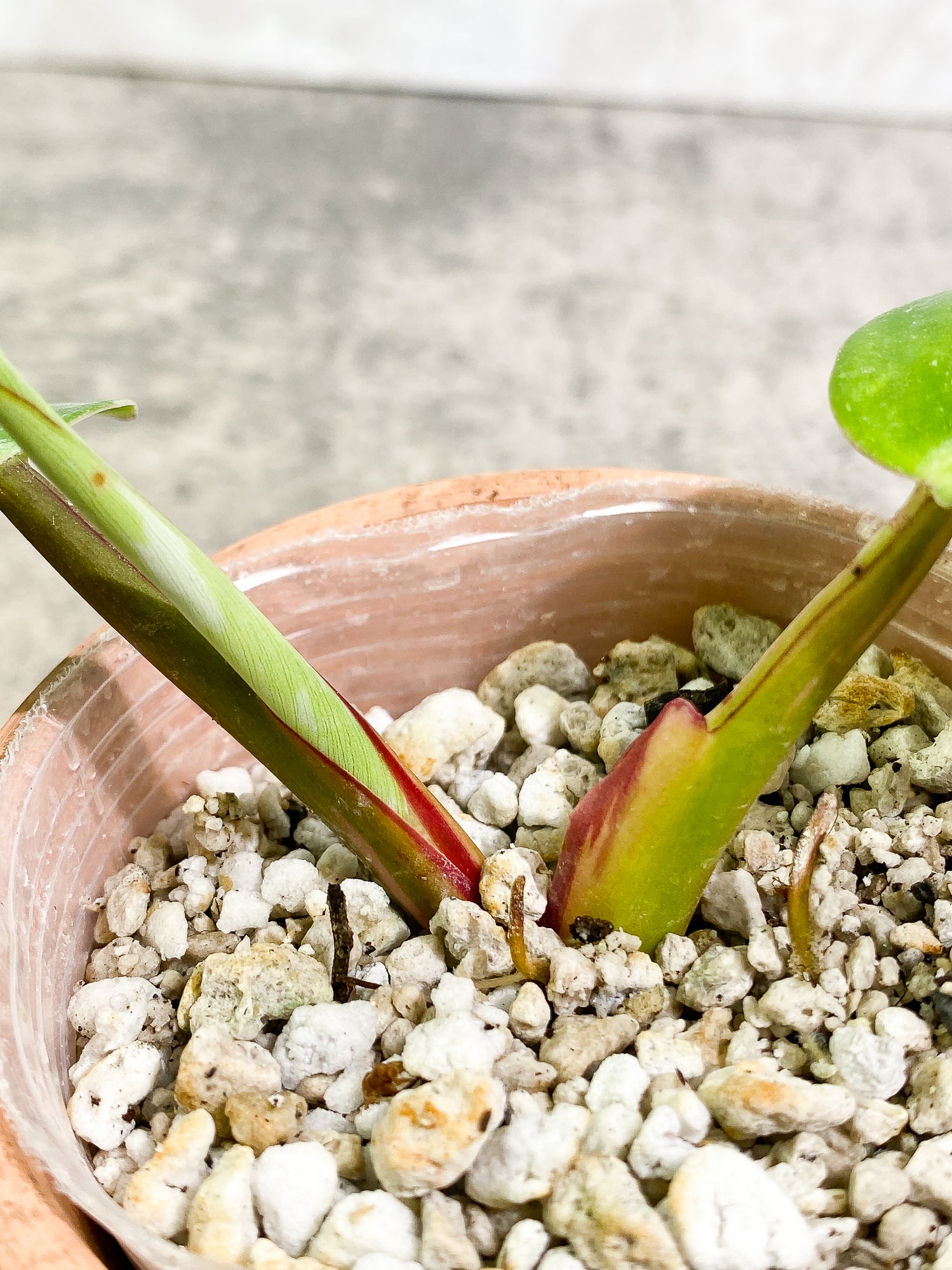 Philodendron White Princess 2 leaves 1 sprout Top Cutting slightly rooted