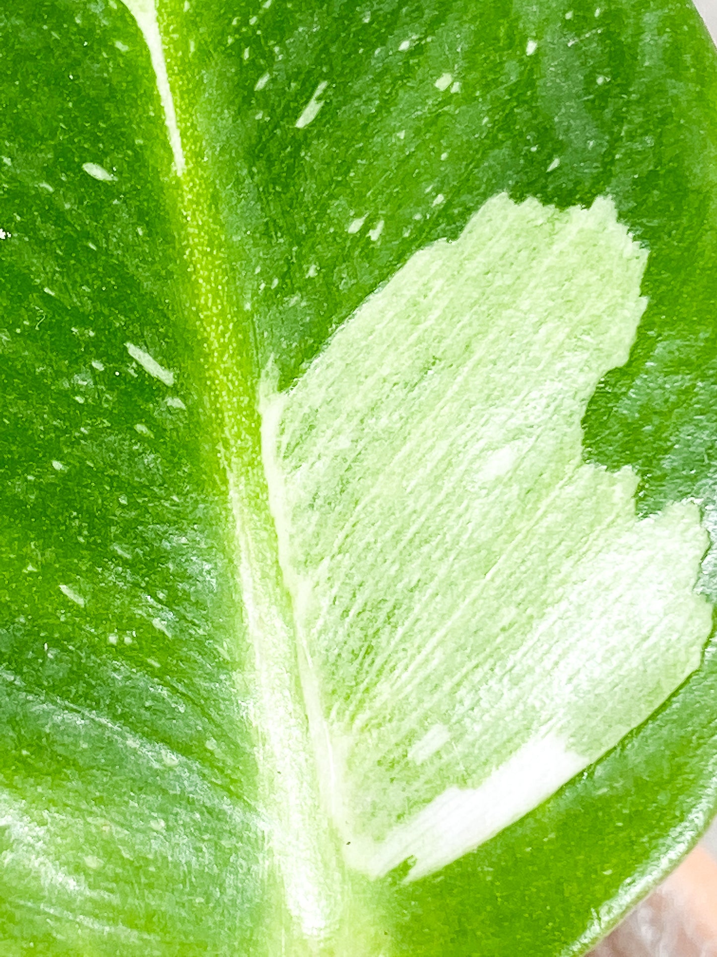 Philodendron White Princess 2 leaves 1 sprout Top Cutting slightly rooted