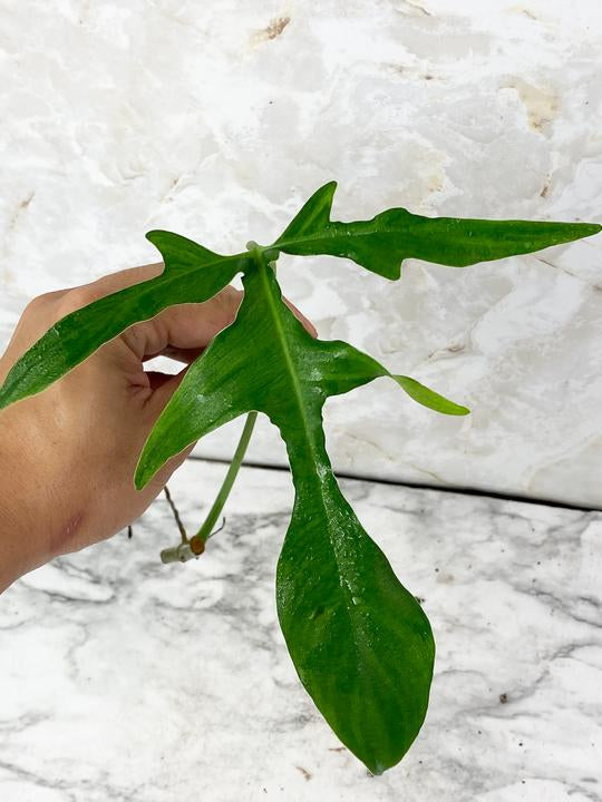 DO NOT BUY: Free addon: Philodendron Glad Hand unrooted cutting
