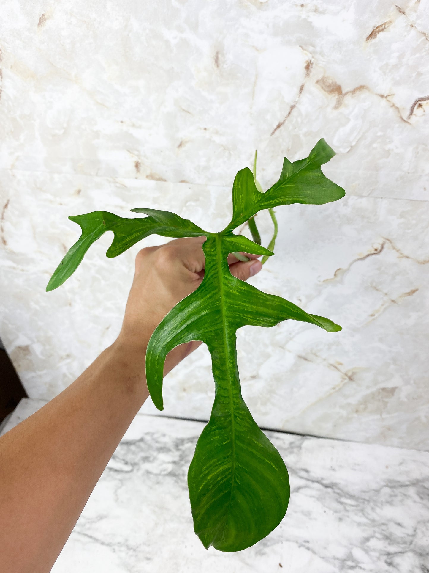Philodendron Glad Hand Rooting Top cutting. 2 leaves, 1 sprout