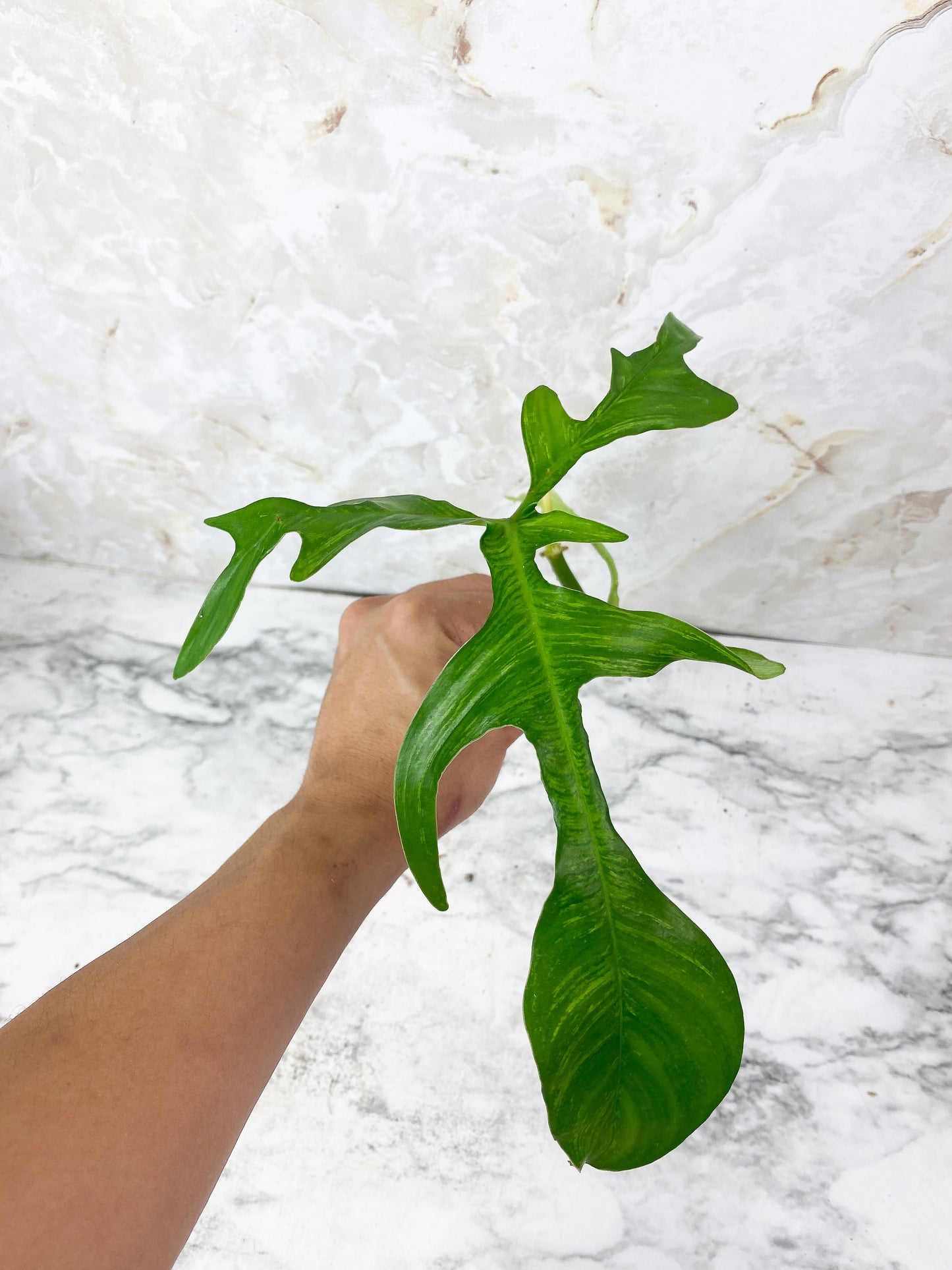 Philodendron Glad Hand Rooting Top cutting. 2 leaves, 1 sprout