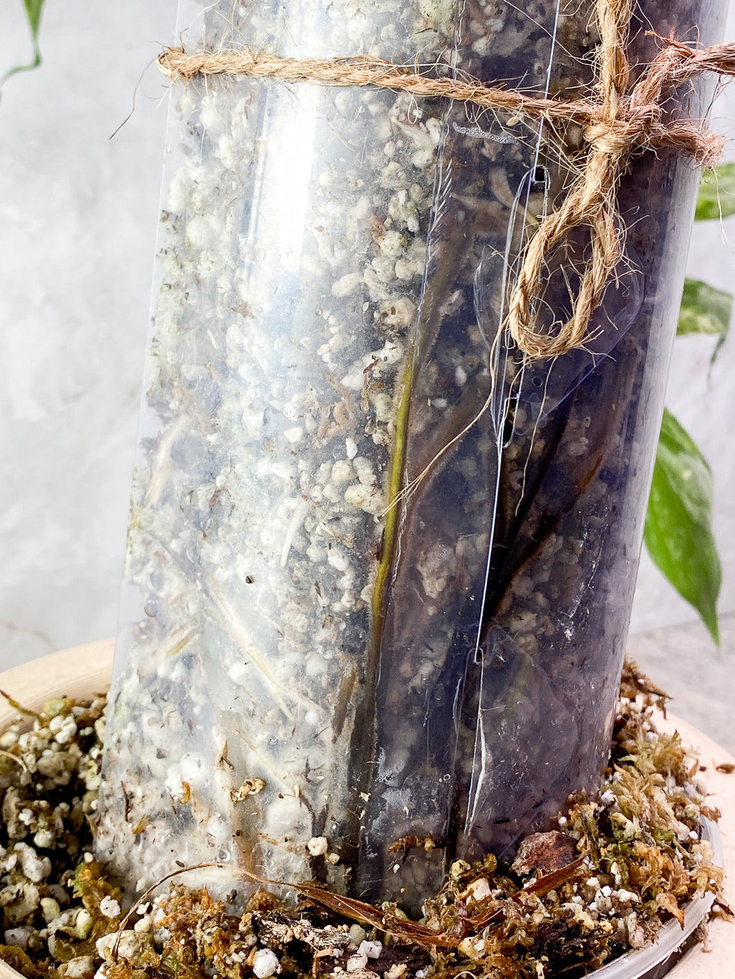 Epiprenum Golden Flame 4 leaves rooted (Moss Pole Included)
