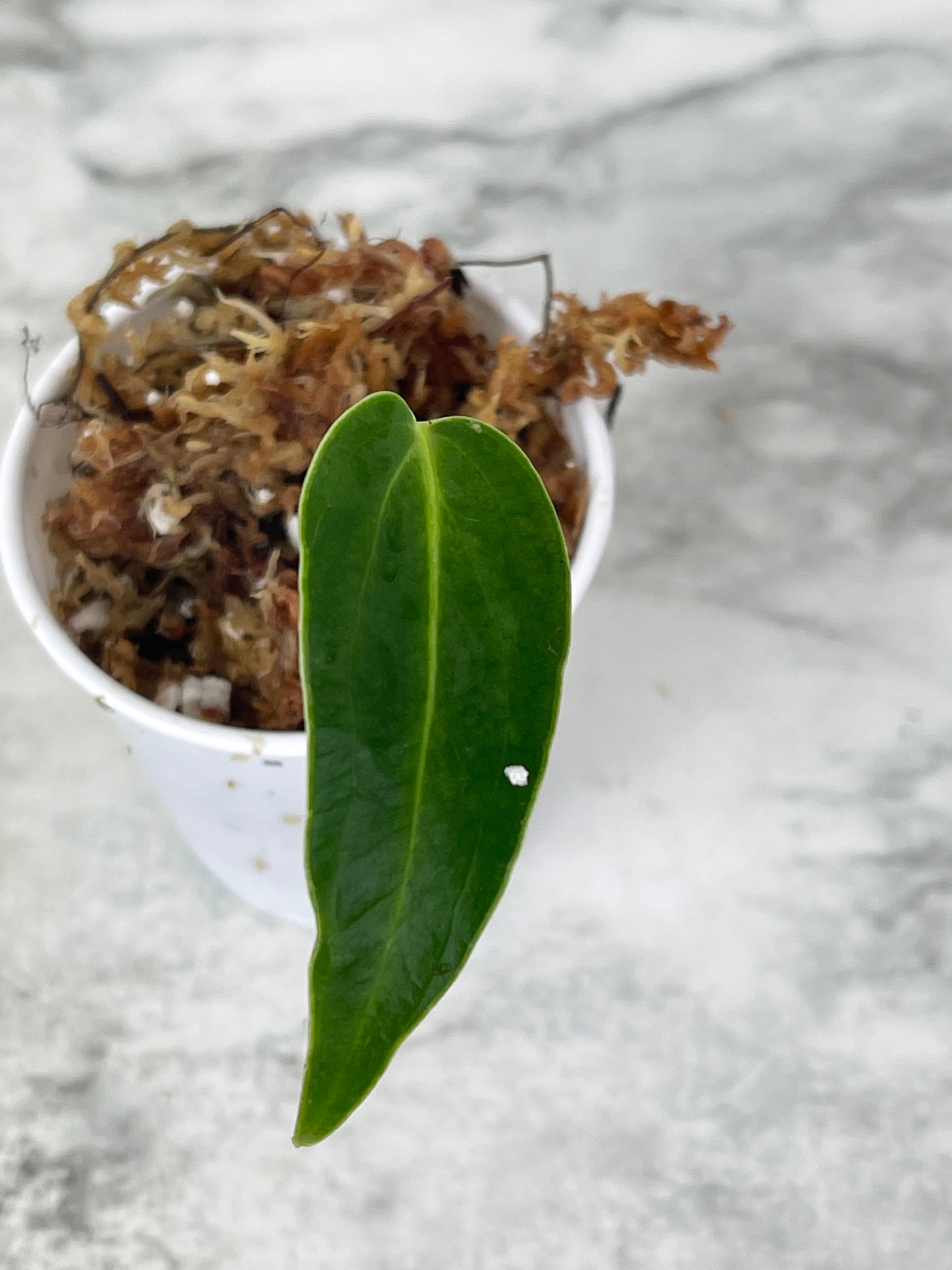 Anthurium warocqueanum (Dark and narrow) rooted in moss 1 leaf