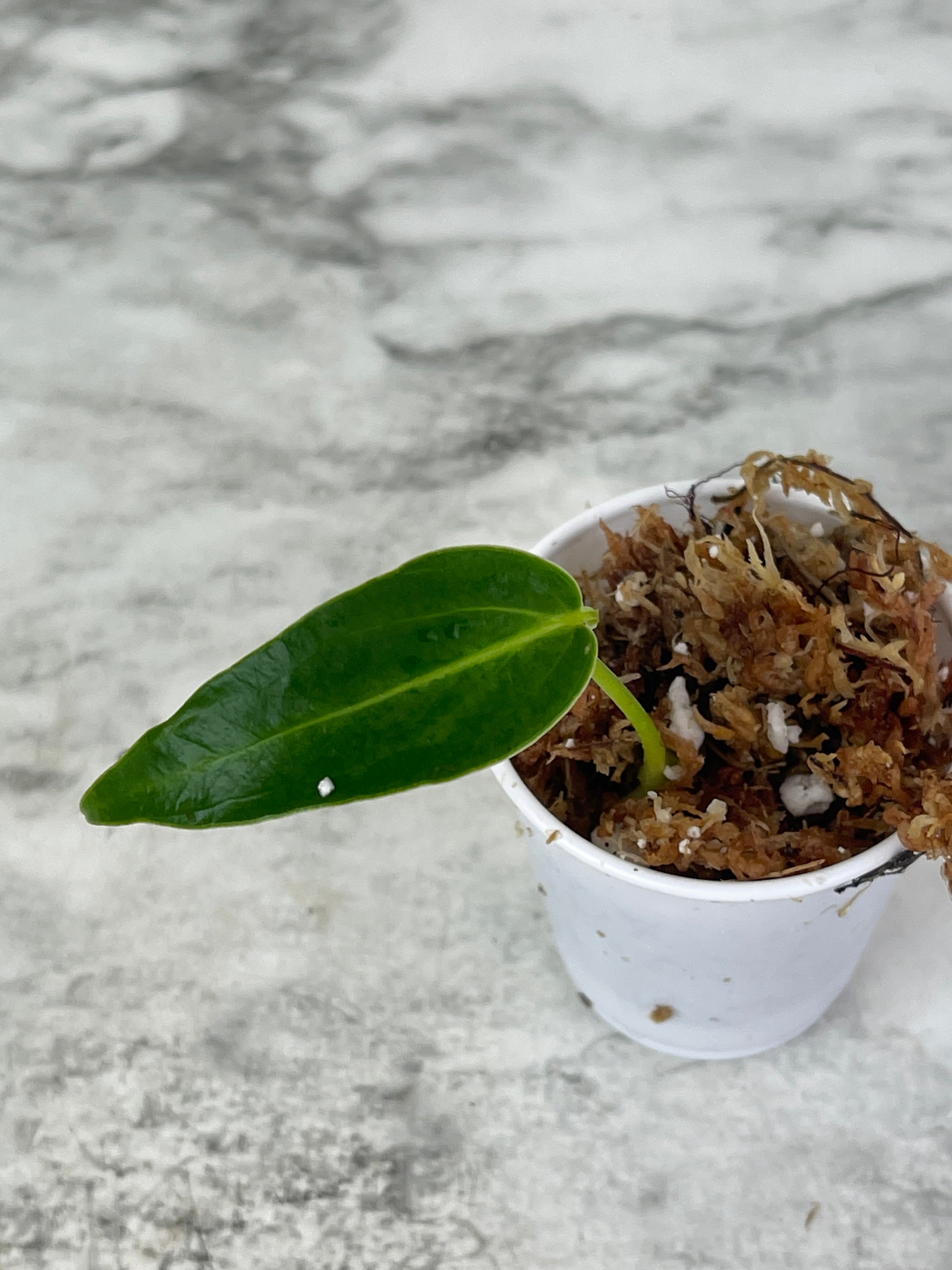 Anthurium warocqueanum (Dark and narrow) rooted in moss 1 leaf