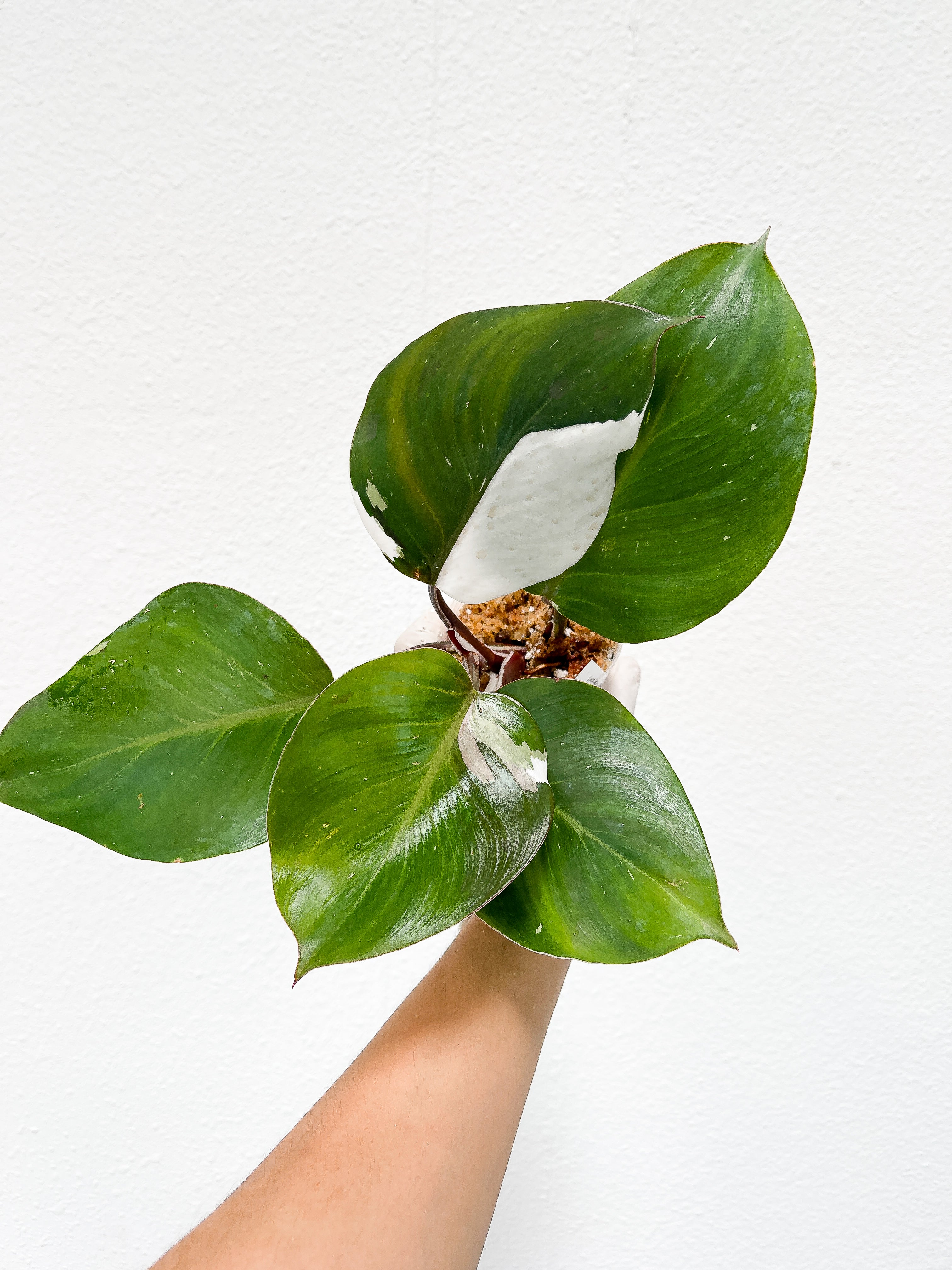 Philodendron White Knight Triclor  2 sprouts double node rooting