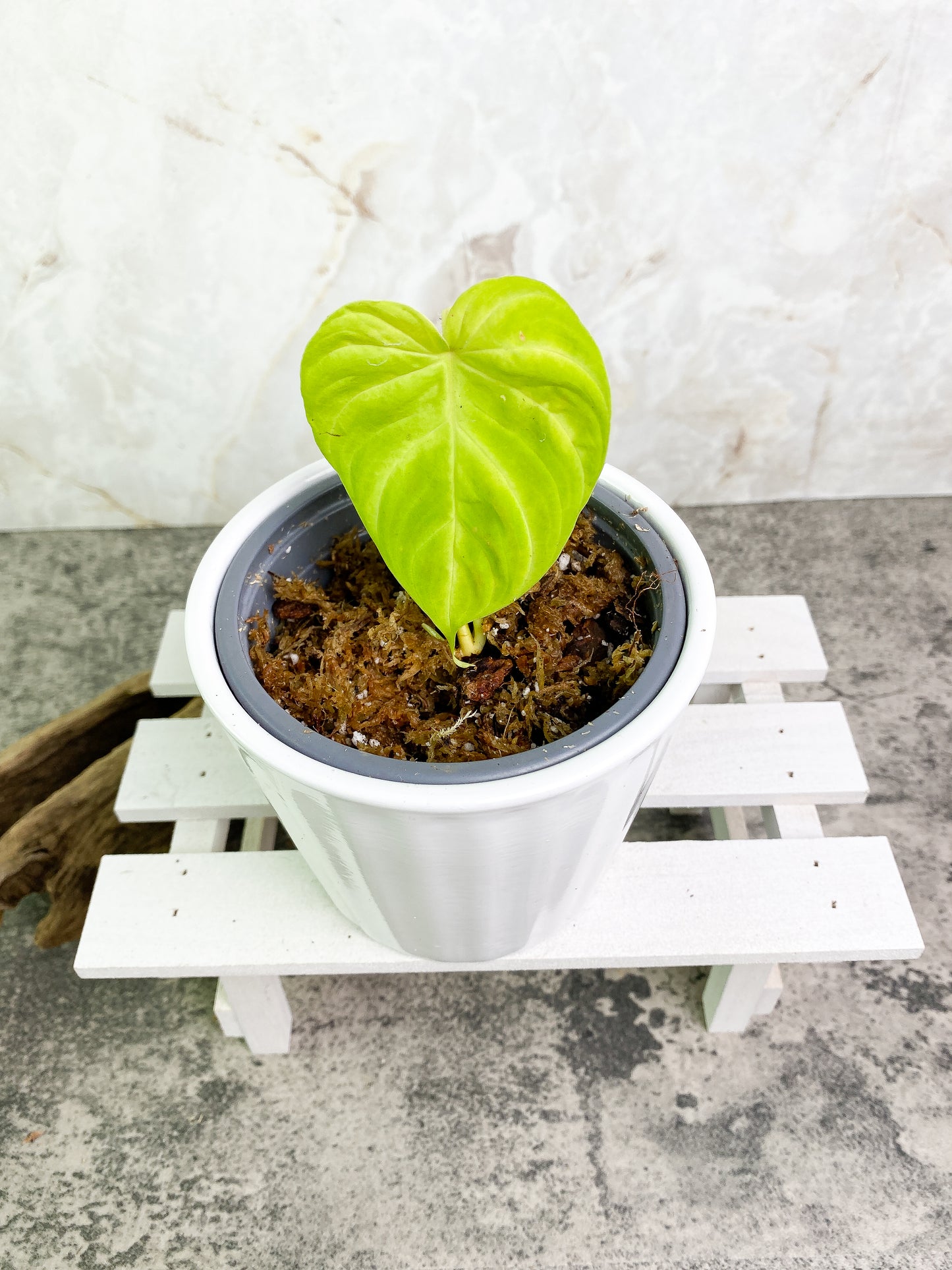 Philodendron verrucosum tambillo Rooting 1 leaf