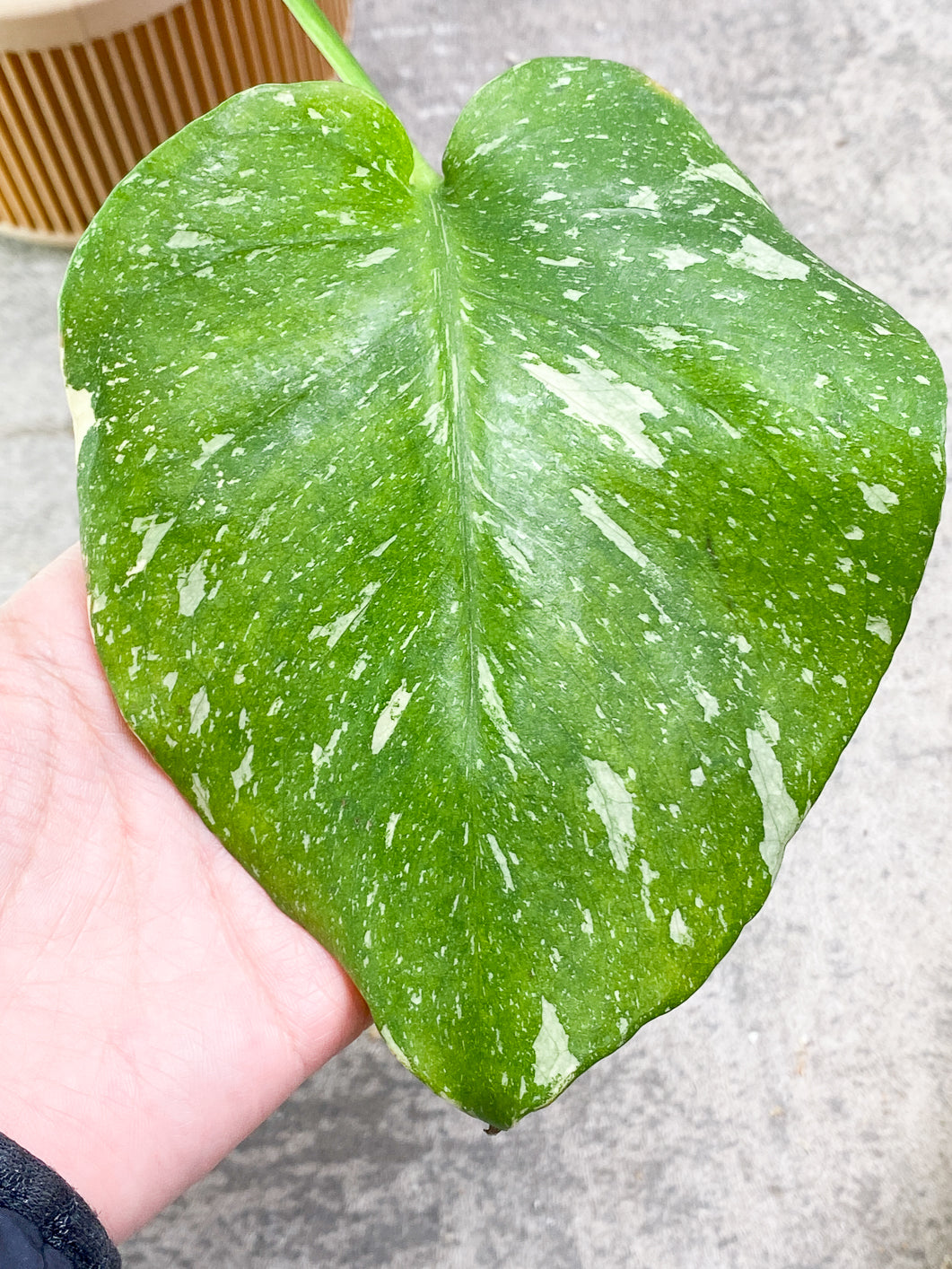 Monstera Thai Constellations 1leaf rooted