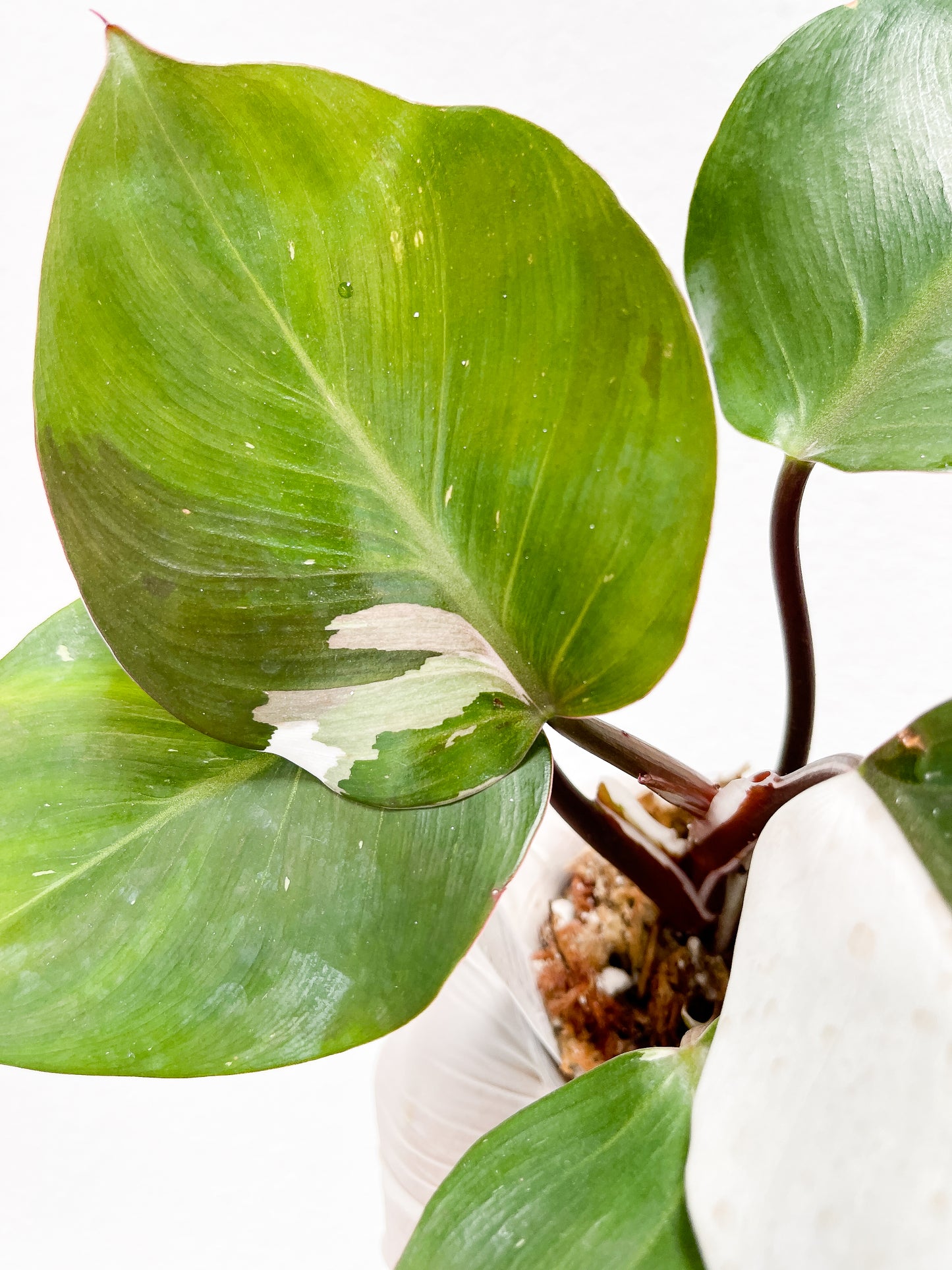Philodendron white knight tricolor 1 sprout Rooting Node