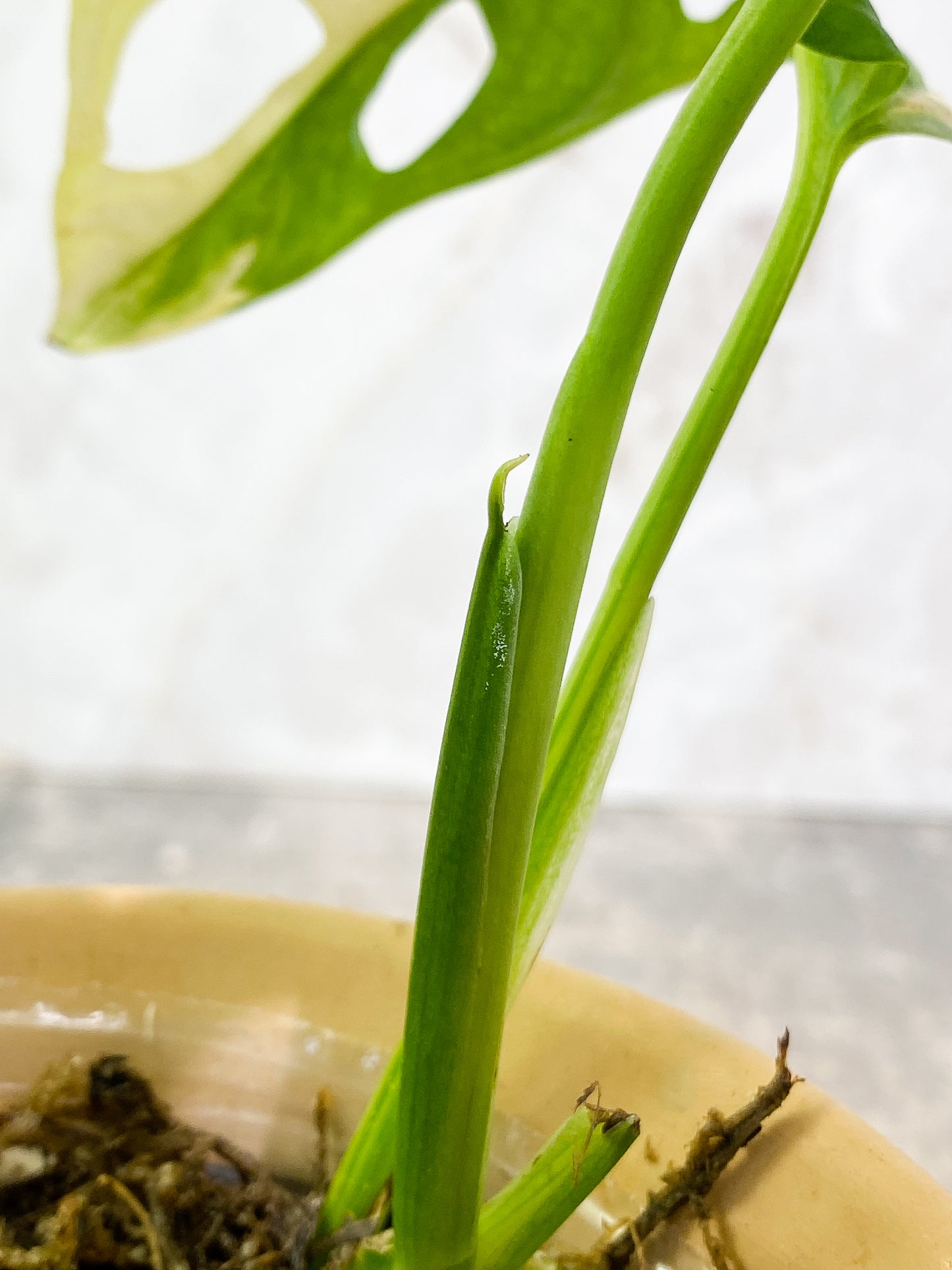0 Monstera Adansonii Aurea 2 leaves 1 sprout slightly rooted