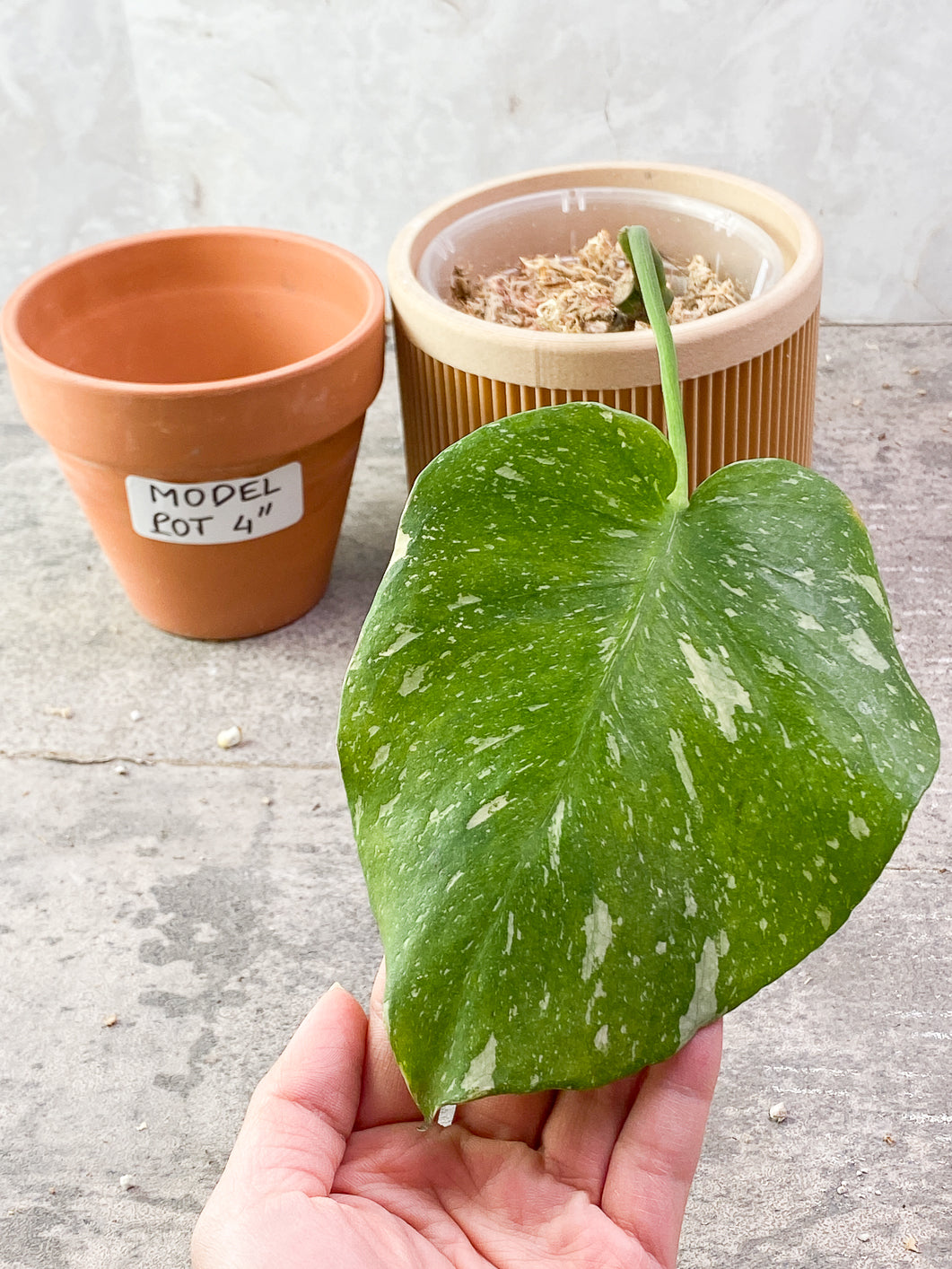 Monstera Thai Constellations 1leaf rooted