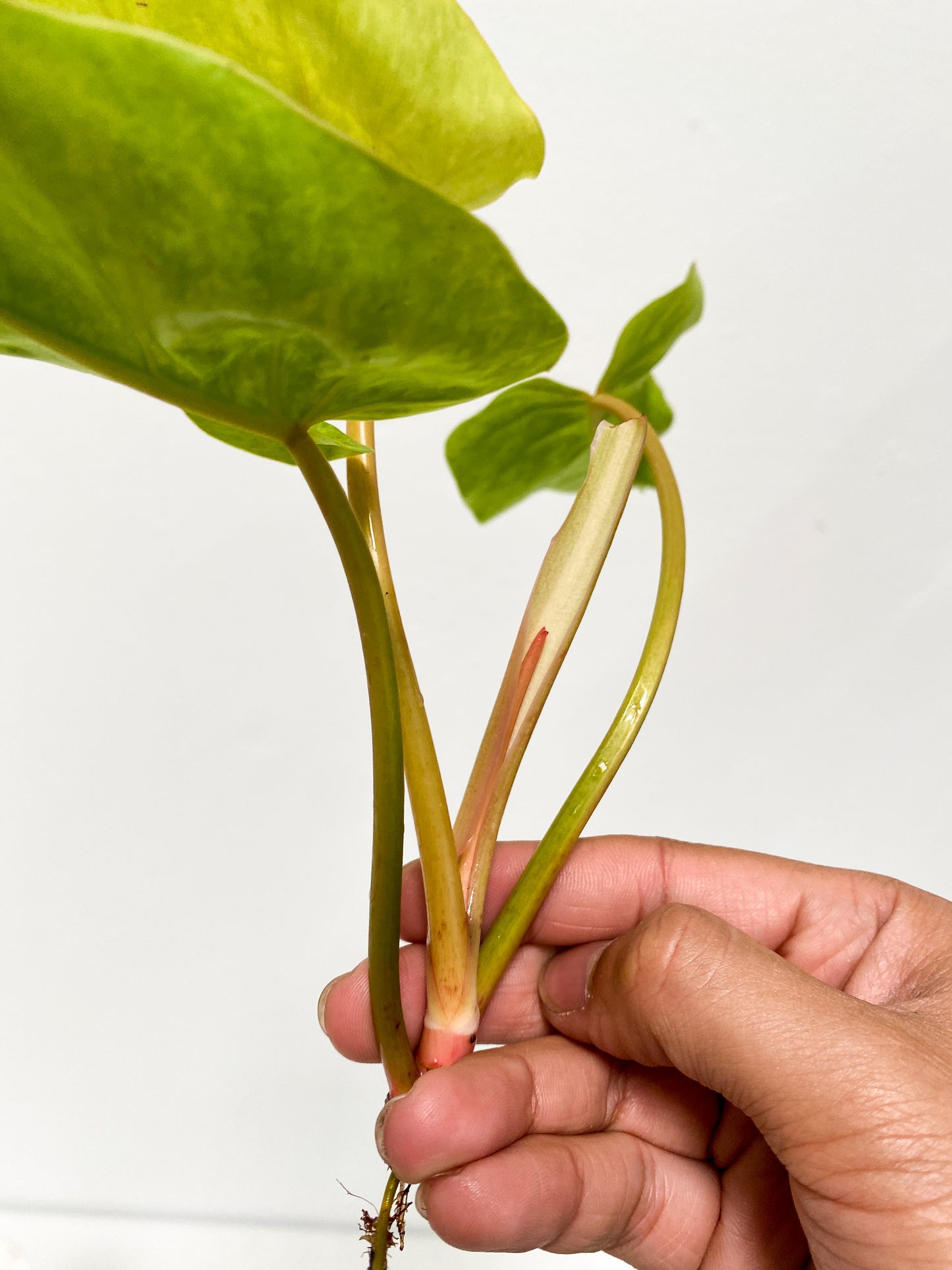 Philodendron Orange Marmalade Top cutting rooting 3 leaves and 1 new leaf on the way.