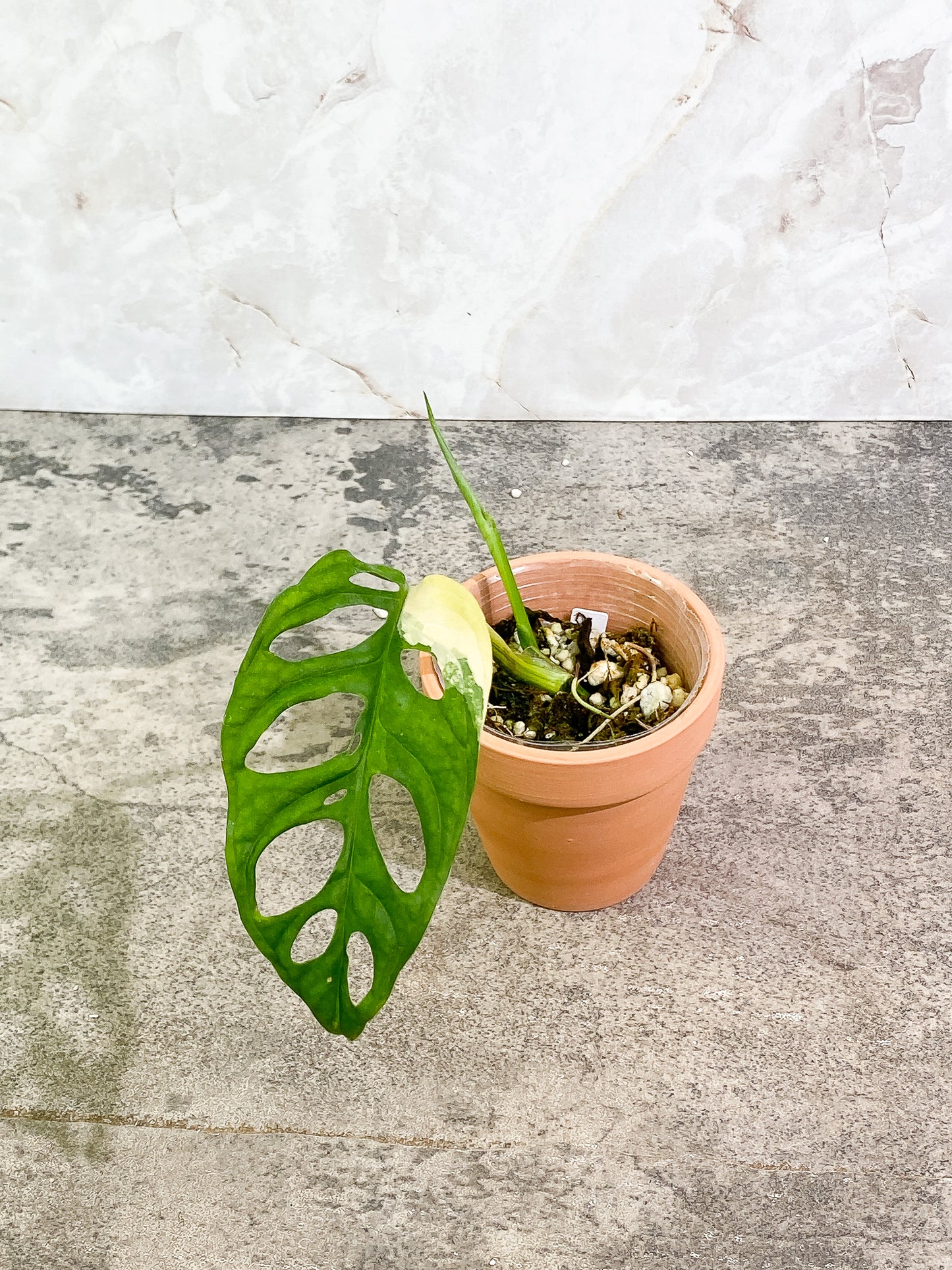 Monstera Adansonii Aurea 1 leaf 1 sprout fully rooted