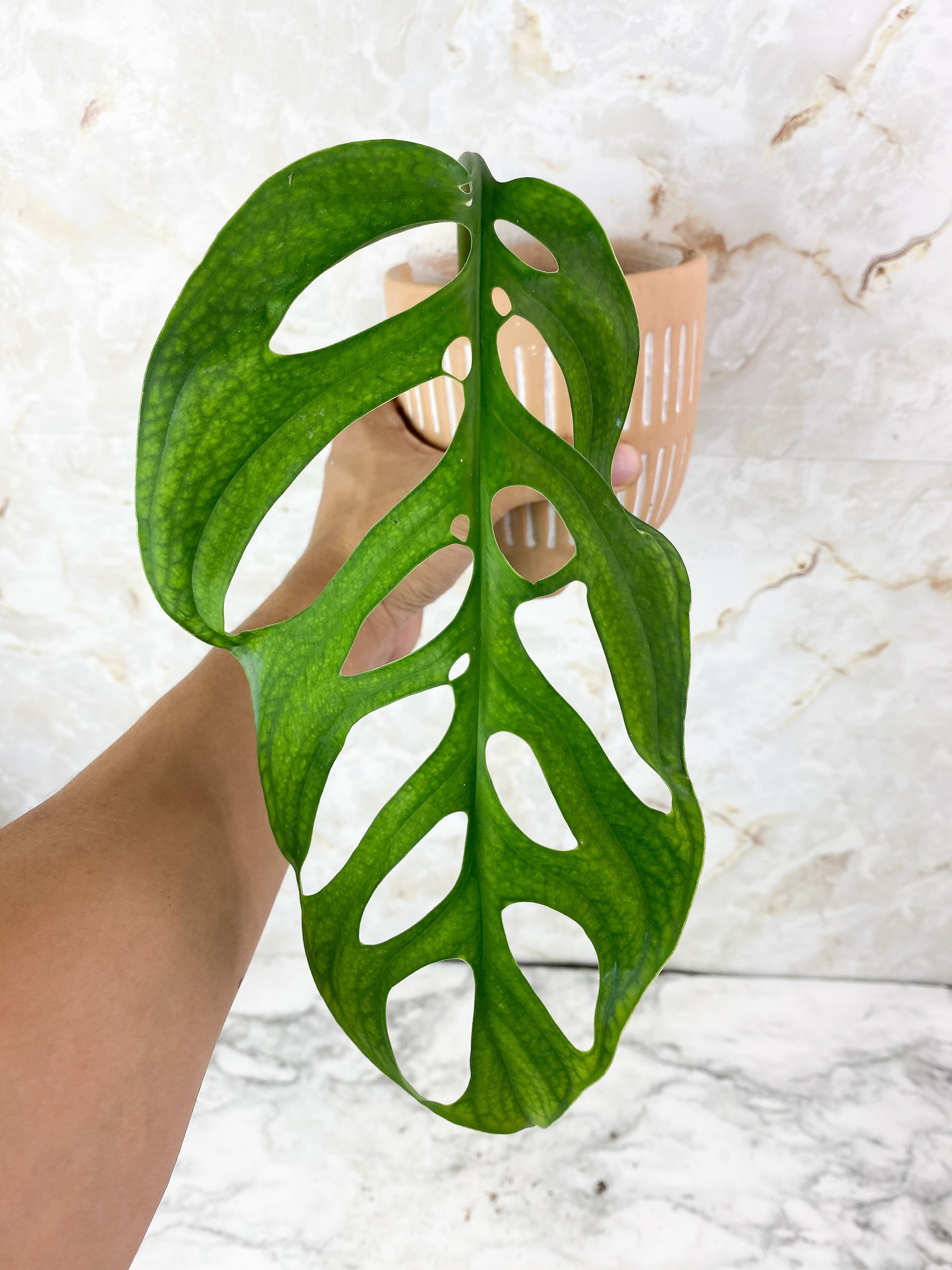 Monstera Esqueleto Rooted 1 big leaf 10" long