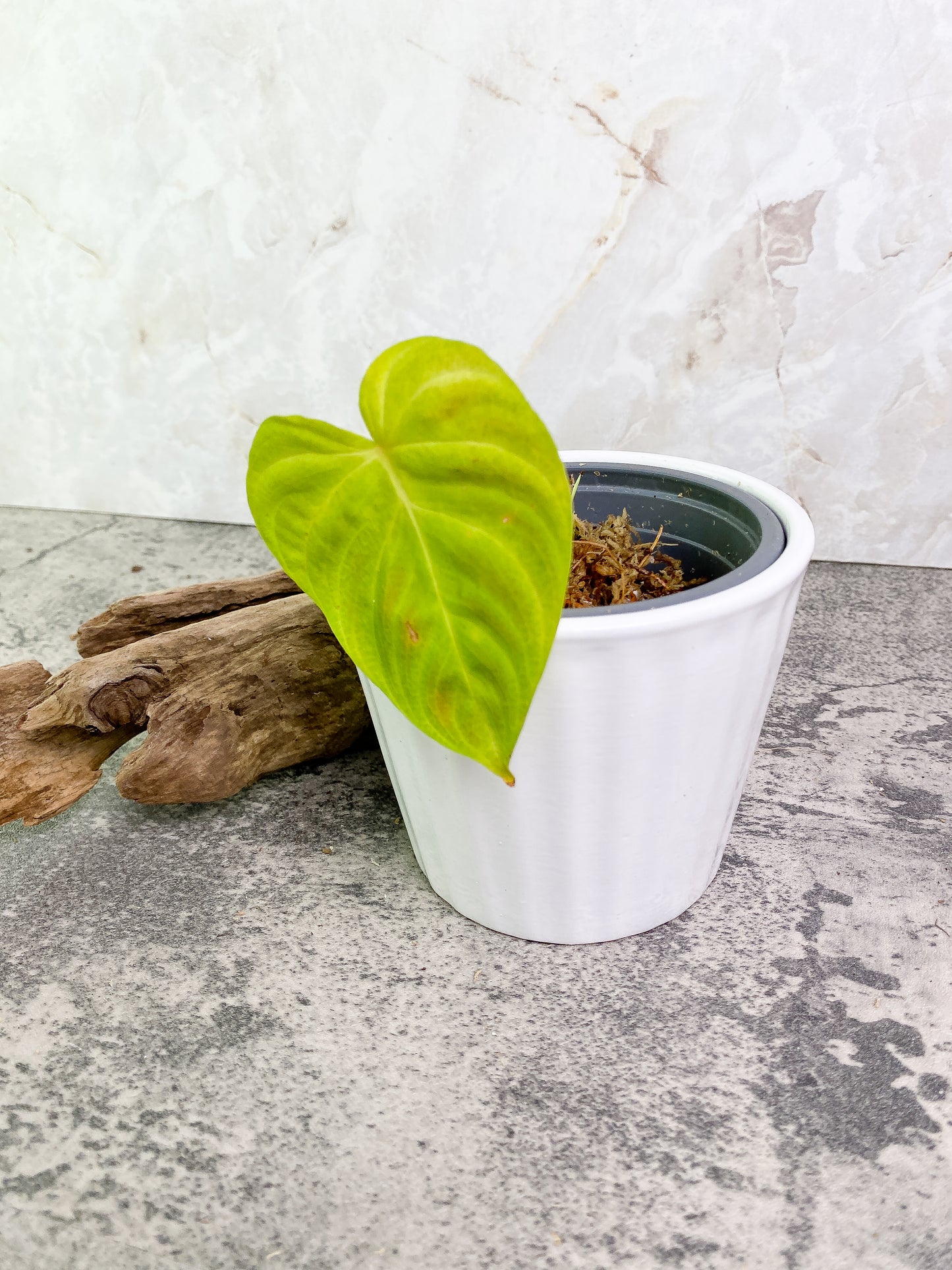 Philodendron verrucosum tambillo Rooting 1 leaf