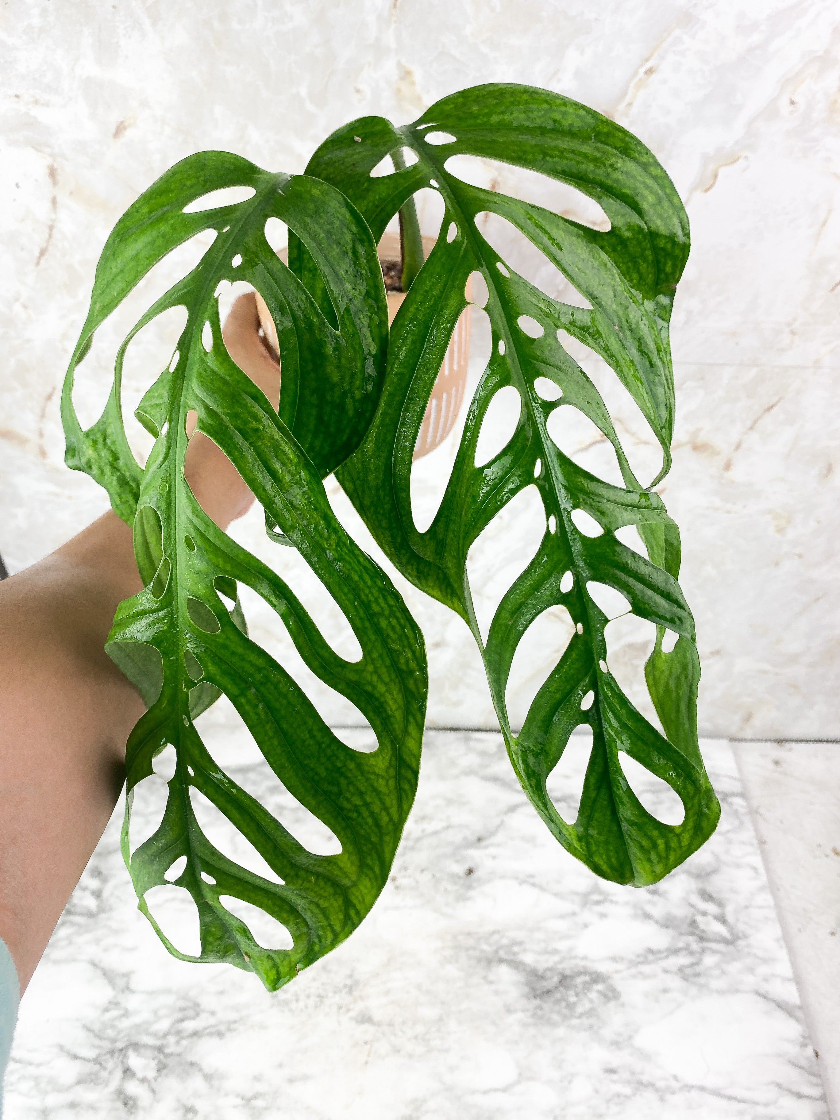 Monstera Esqueleto Rooted 2 huge leaves XL 13.5"