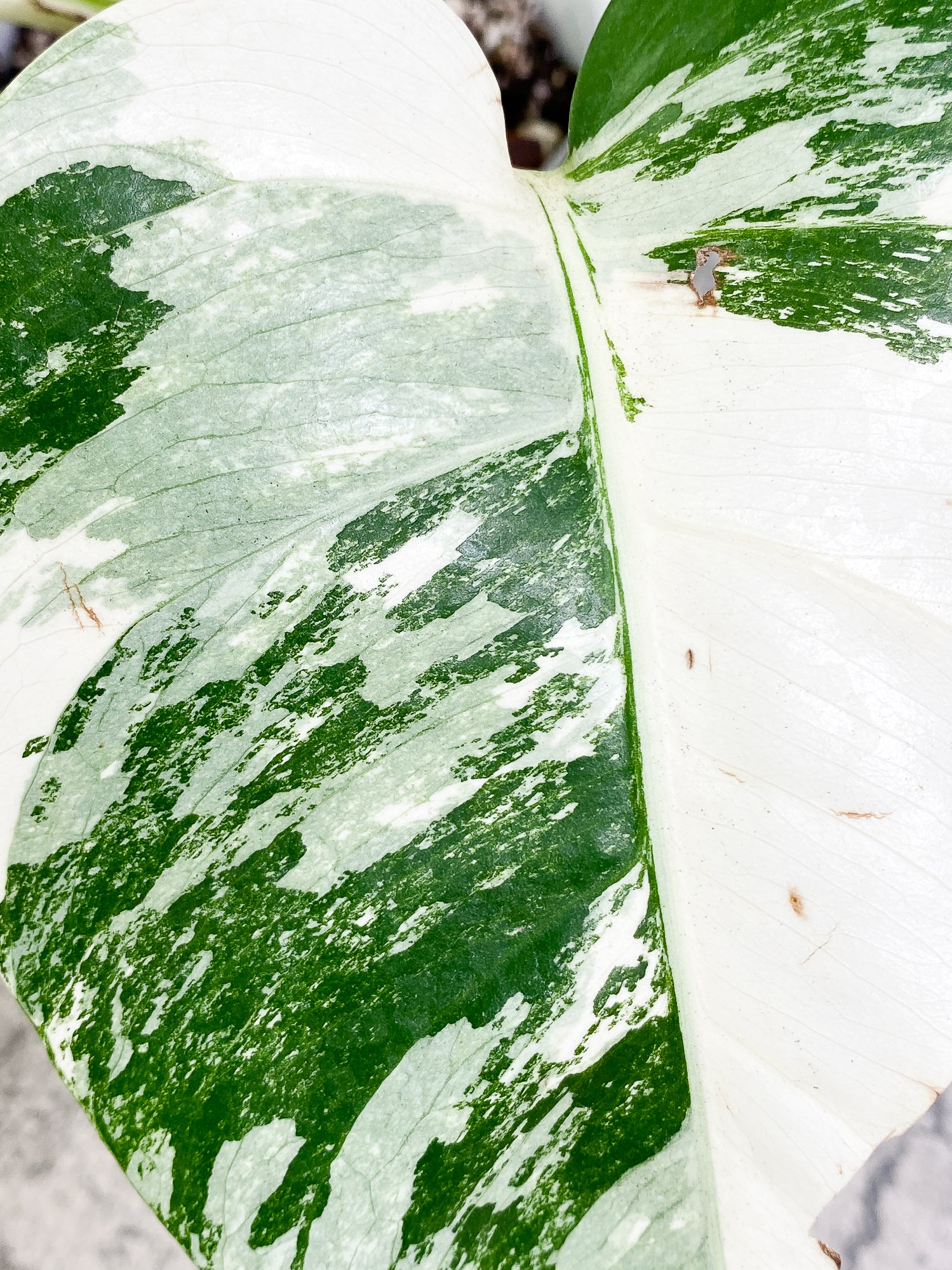 Monstera Albo Variegated 2 highly variegated leaves, rooted