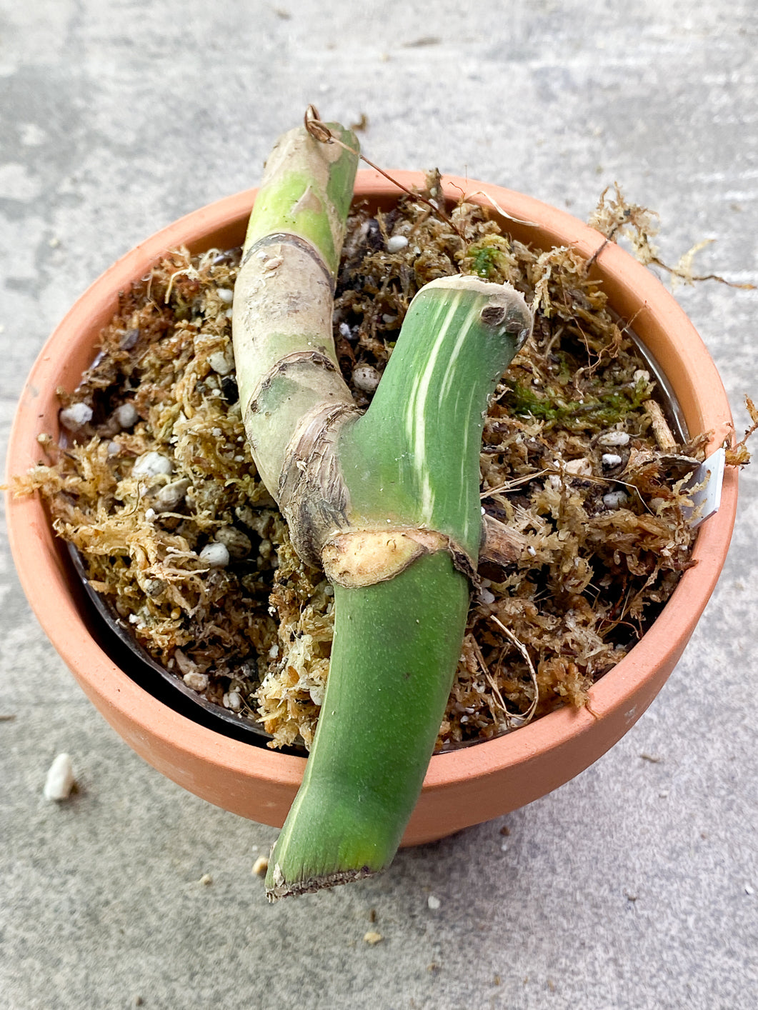 Monstera Mint Noid Slightly Rooted node