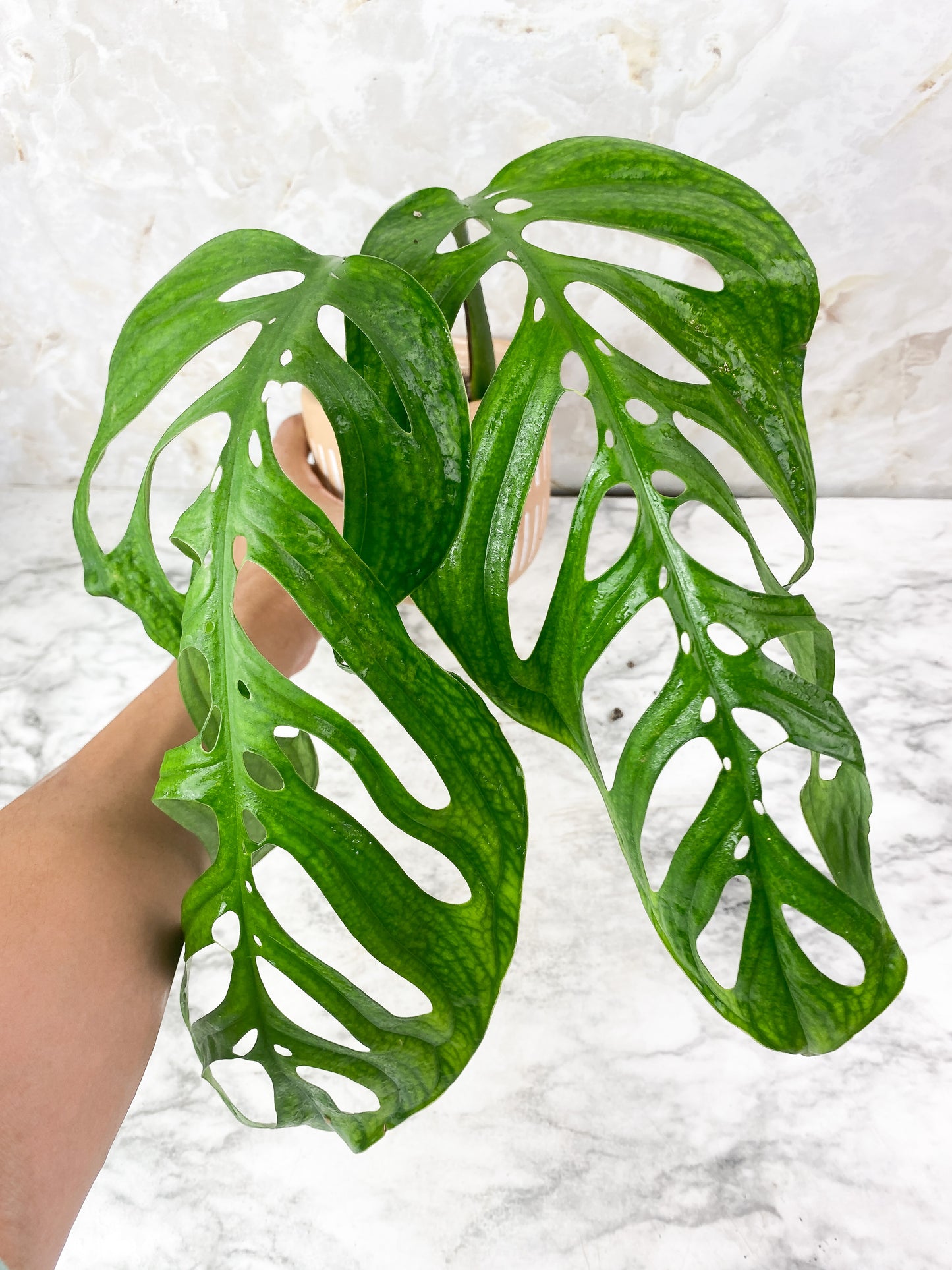Monstera Esqueleto Rooted 2 huge leaves XL 13.5"