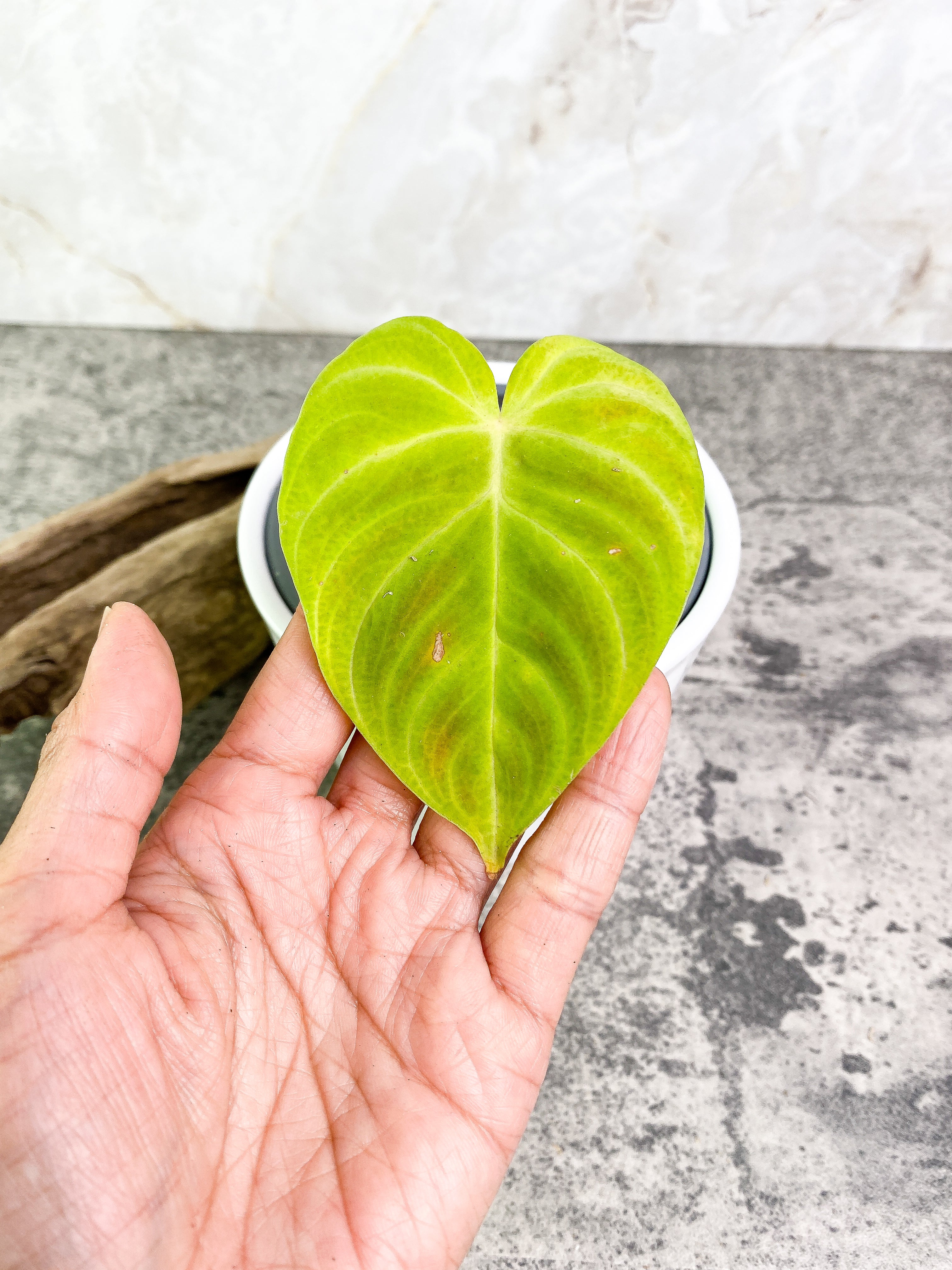 Philodendron verrucosum tambillo Rooting 1 leaf
