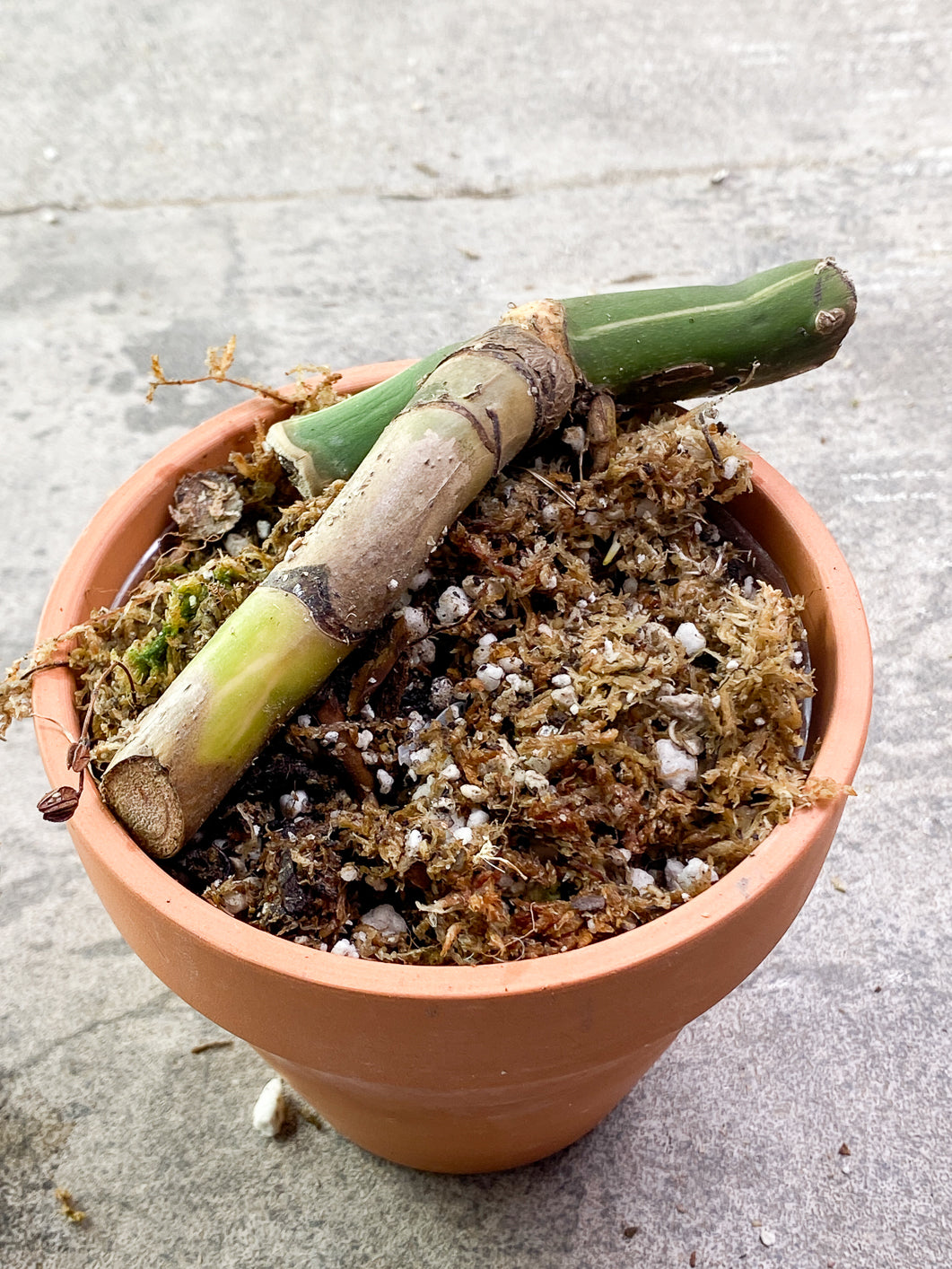 Monstera Mint Noid Slightly Rooted node