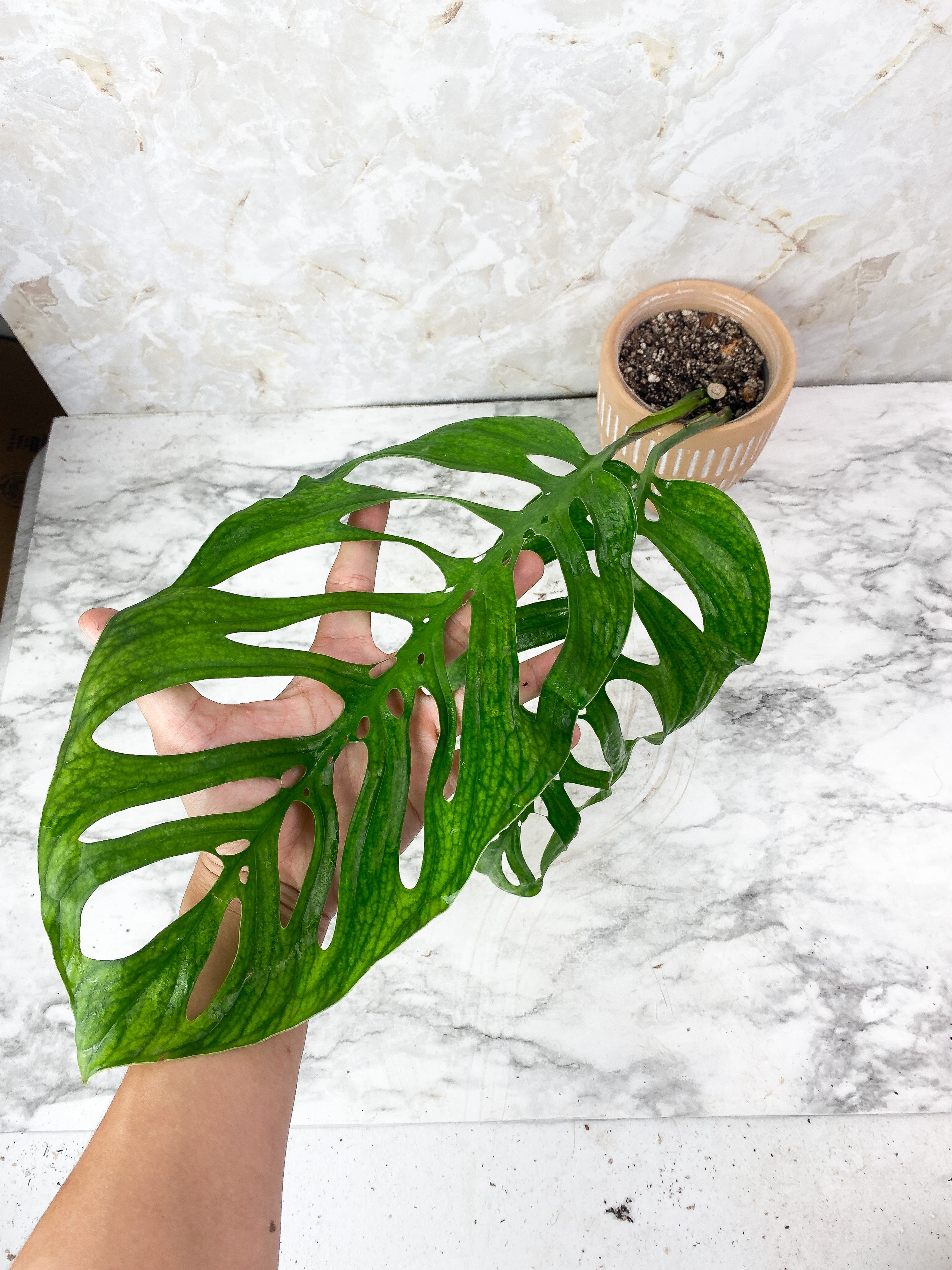 Monstera Esqueleto Rooted 2 huge leaves XL 13.5"