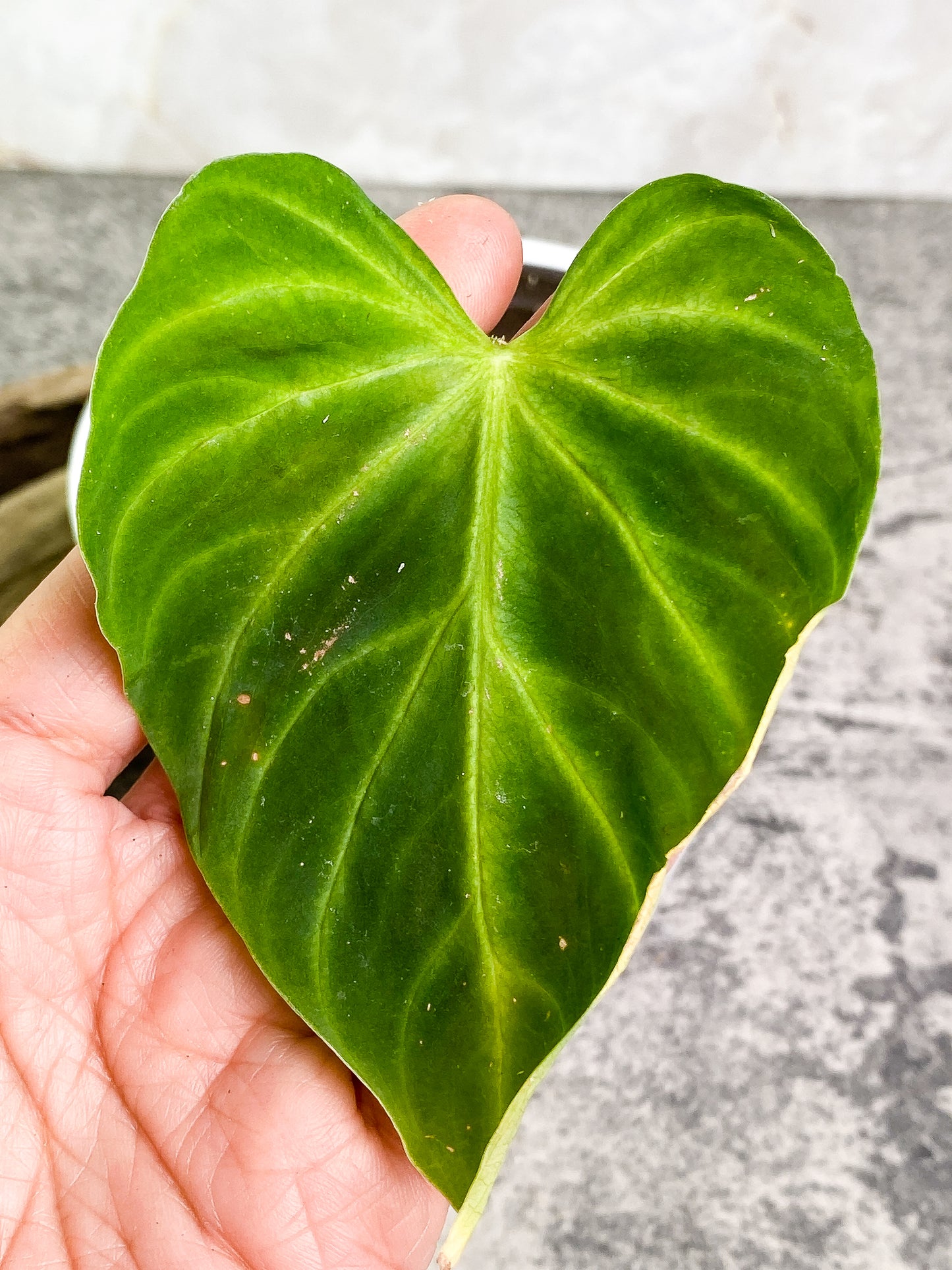 Philodendron verrucosum tambillo Rooting 1 leaf