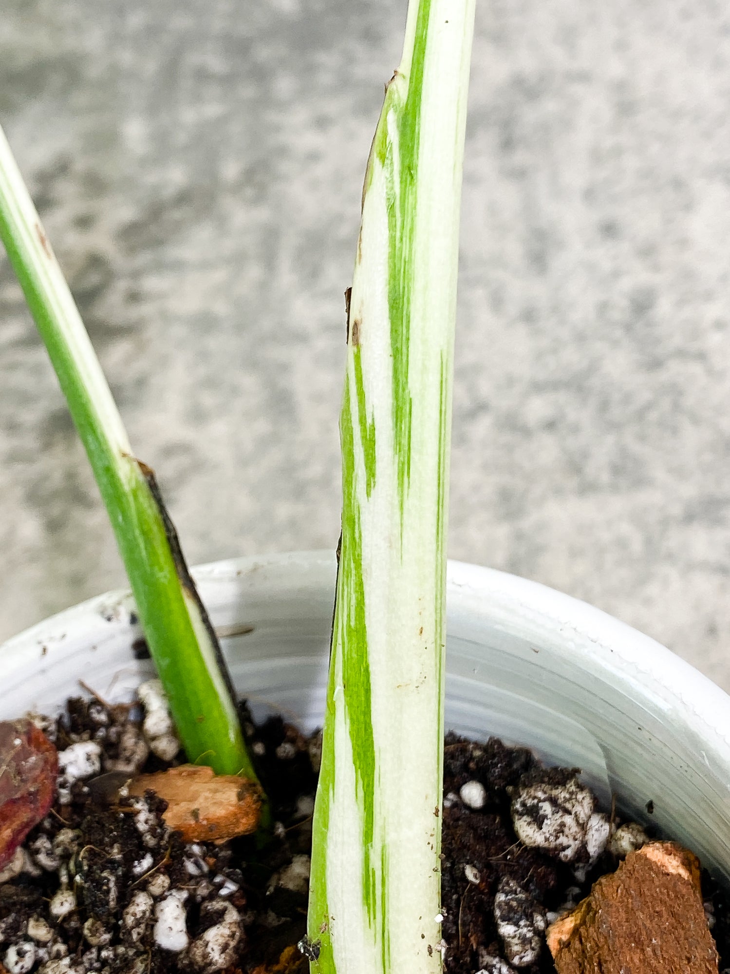 Monstera Albo Variegated 2 highly variegated leaves, rooted