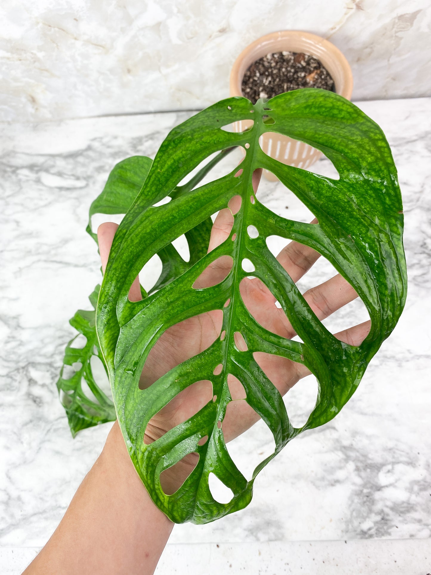 Monstera Esqueleto Rooted 2 huge leaves XL 13.5"