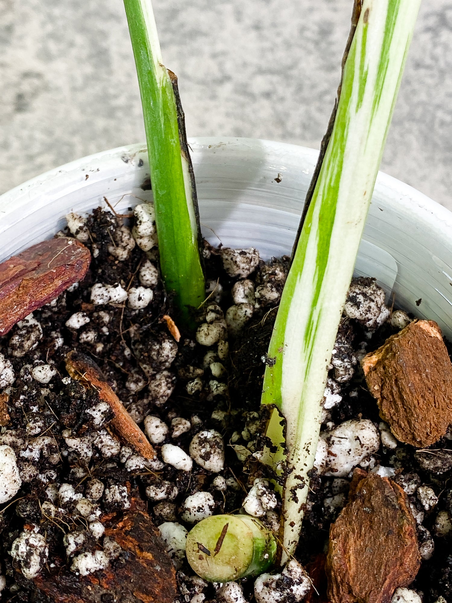 Monstera Albo Variegated 2 highly variegated leaves, rooted