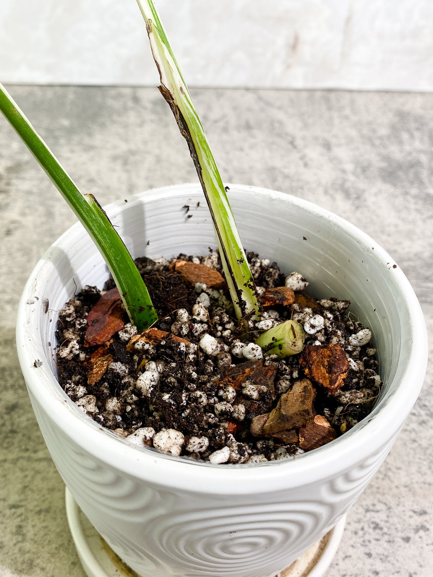 Monstera Albo Variegated 2 highly variegated leaves, rooted