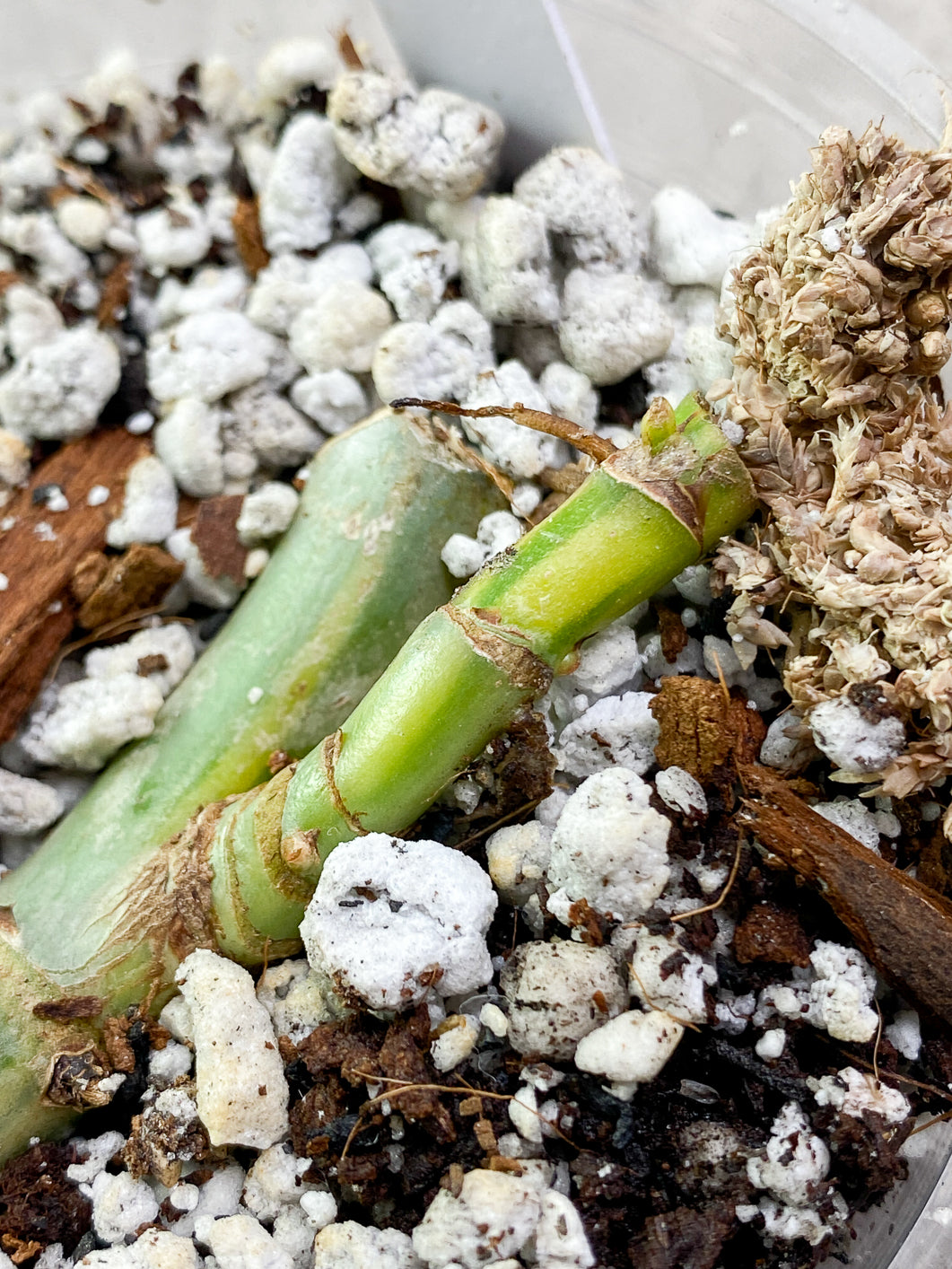 Philodendron  Domesticum variegated Slightly Rooted node