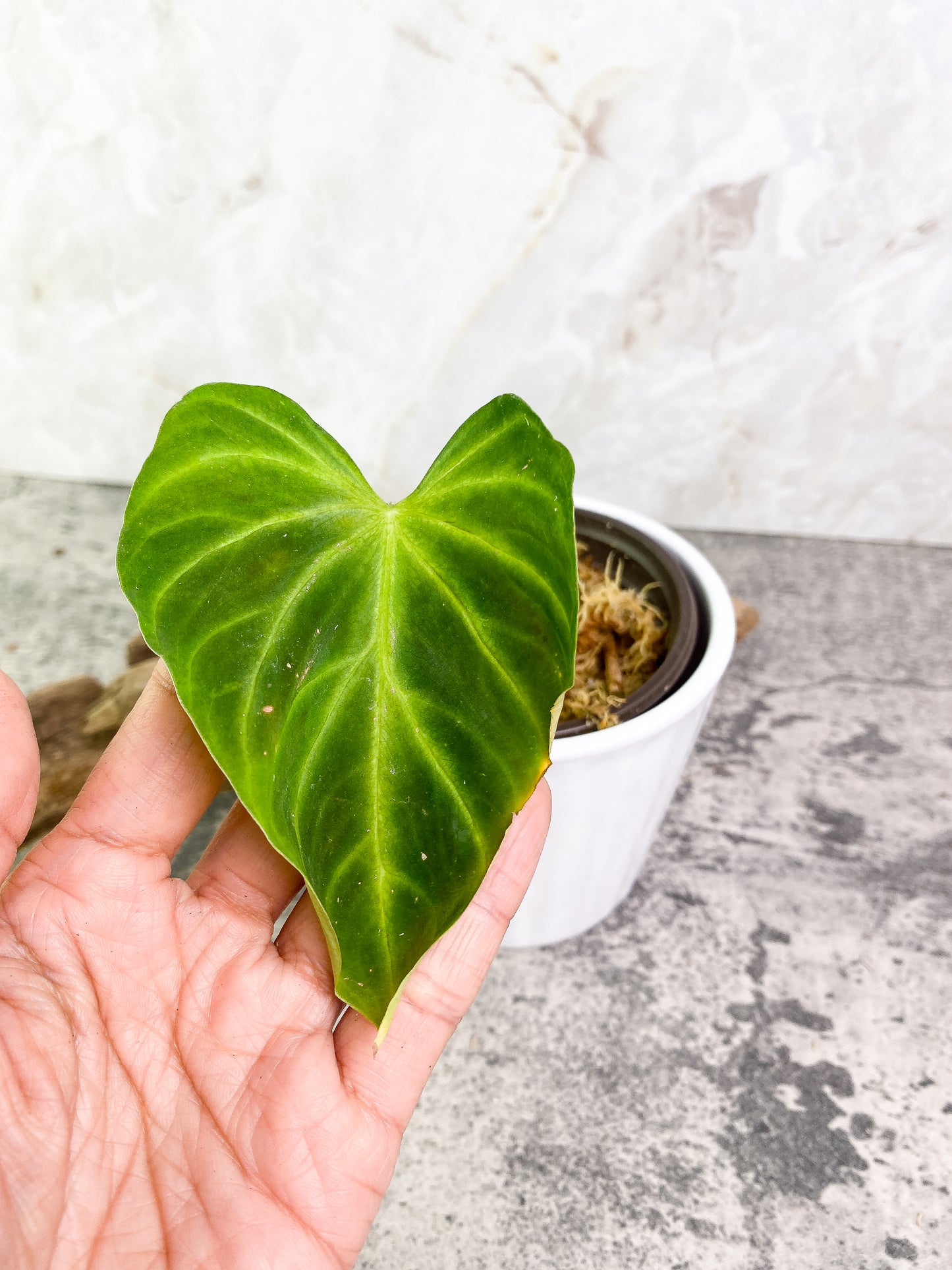 Philodendron verrucosum tambillo Rooting 1 leaf
