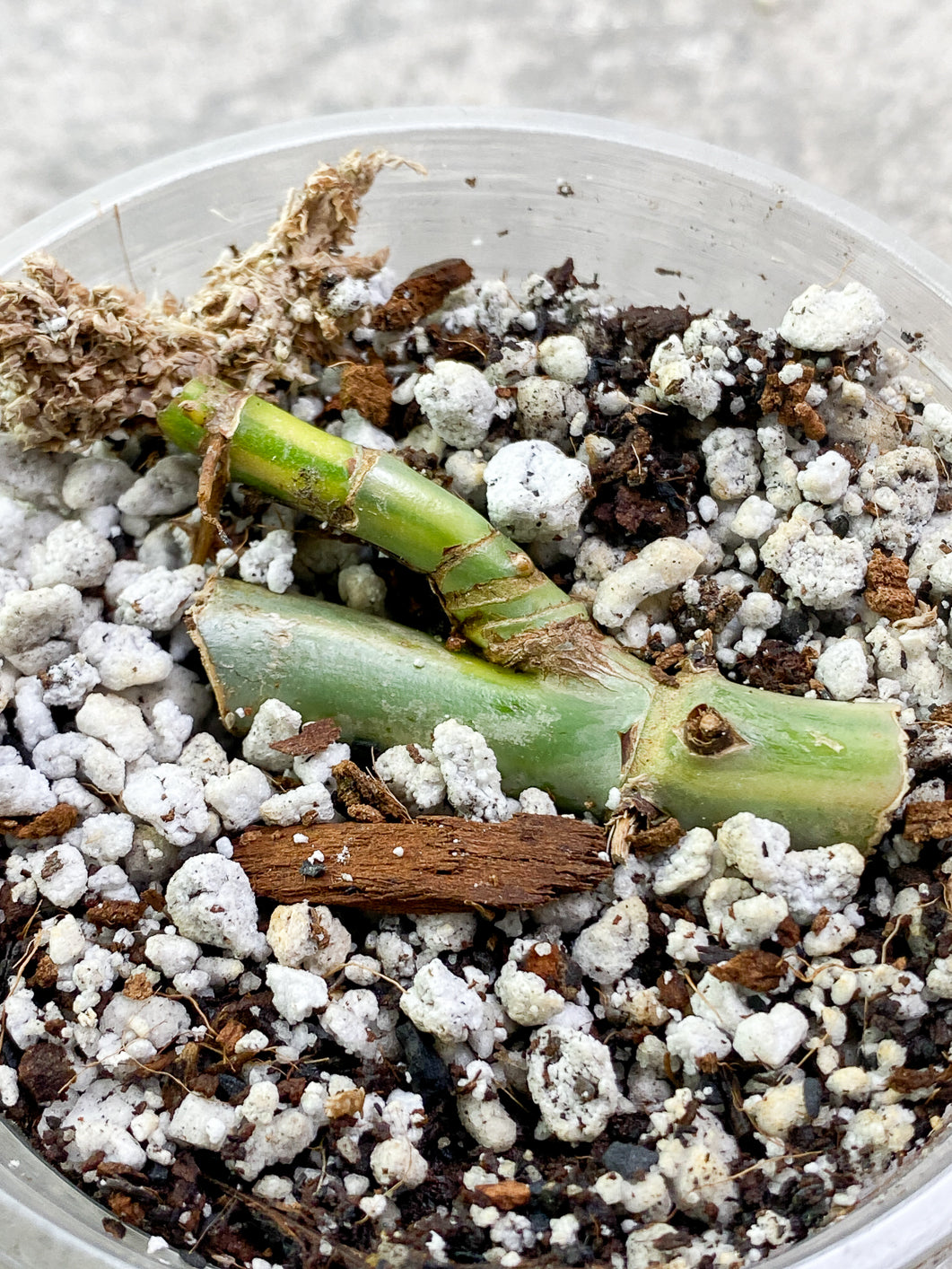 Philodendron  Domesticum variegated Slightly Rooted node