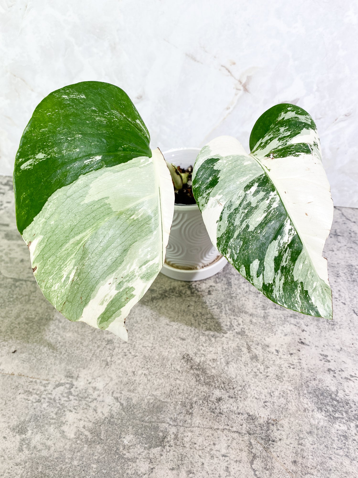 Monstera Albo Variegated 2 highly variegated leaves, rooted