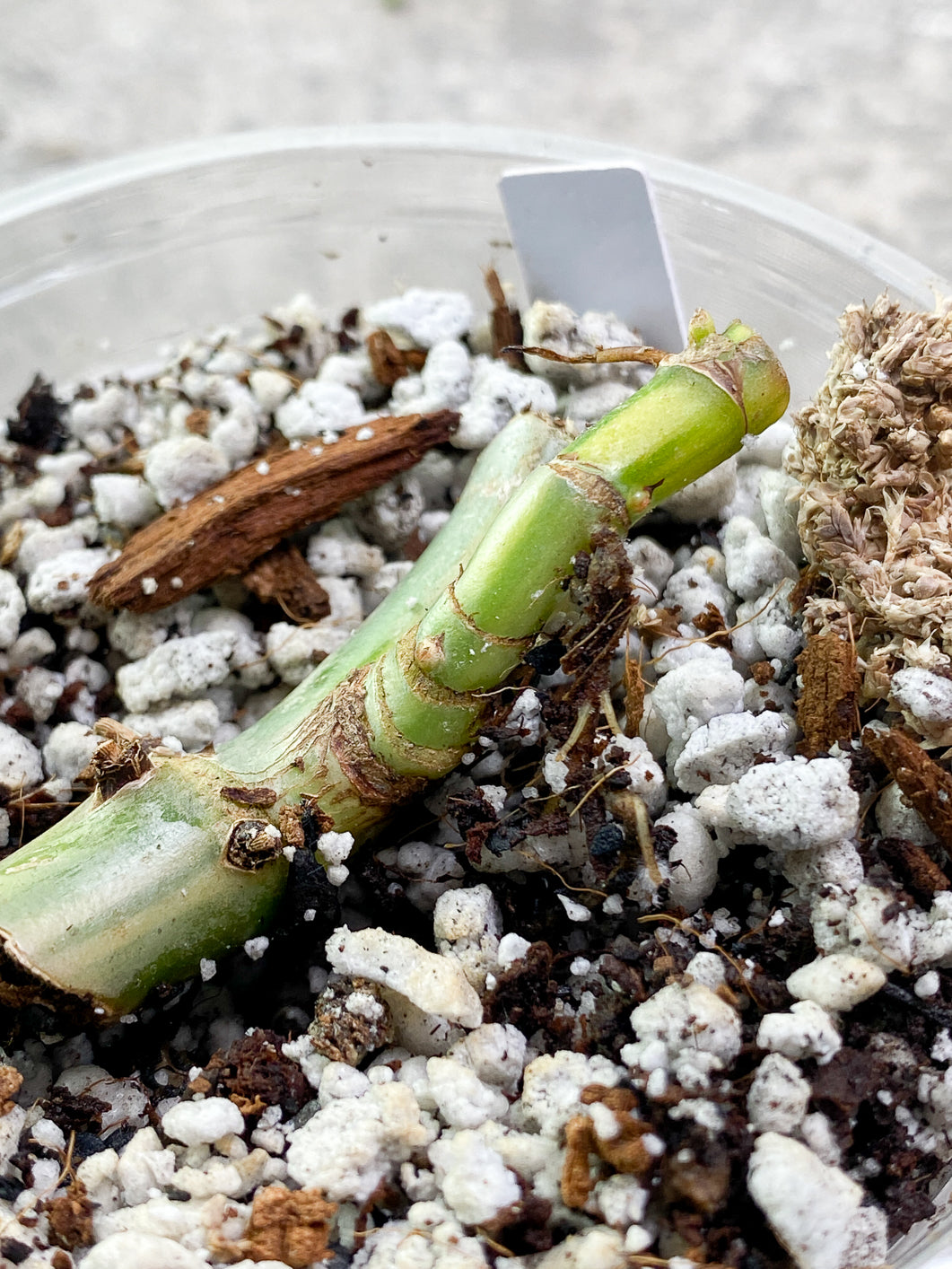 Philodendron  Domesticum variegated Slightly Rooted node