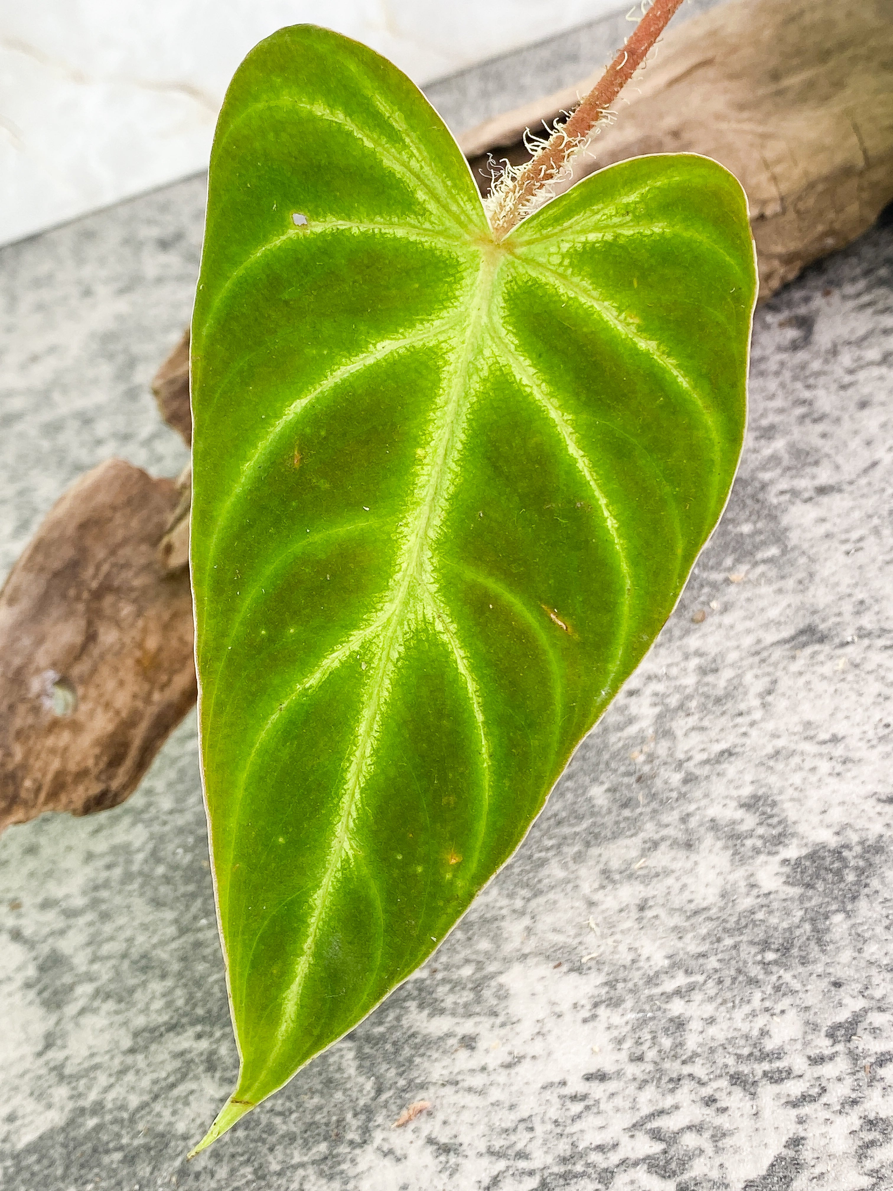 Philodendron verrucosum cobra Slightly Rooted 1 leaf