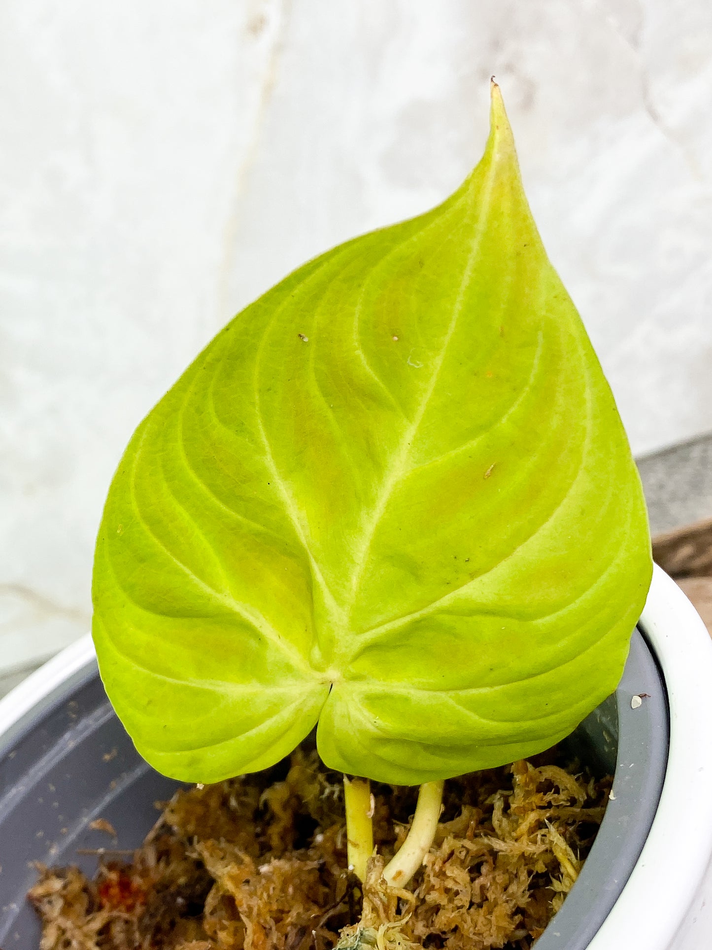 Philodendron verrucosum Dark Milky Way Rooting 1 leaf 1 sprout