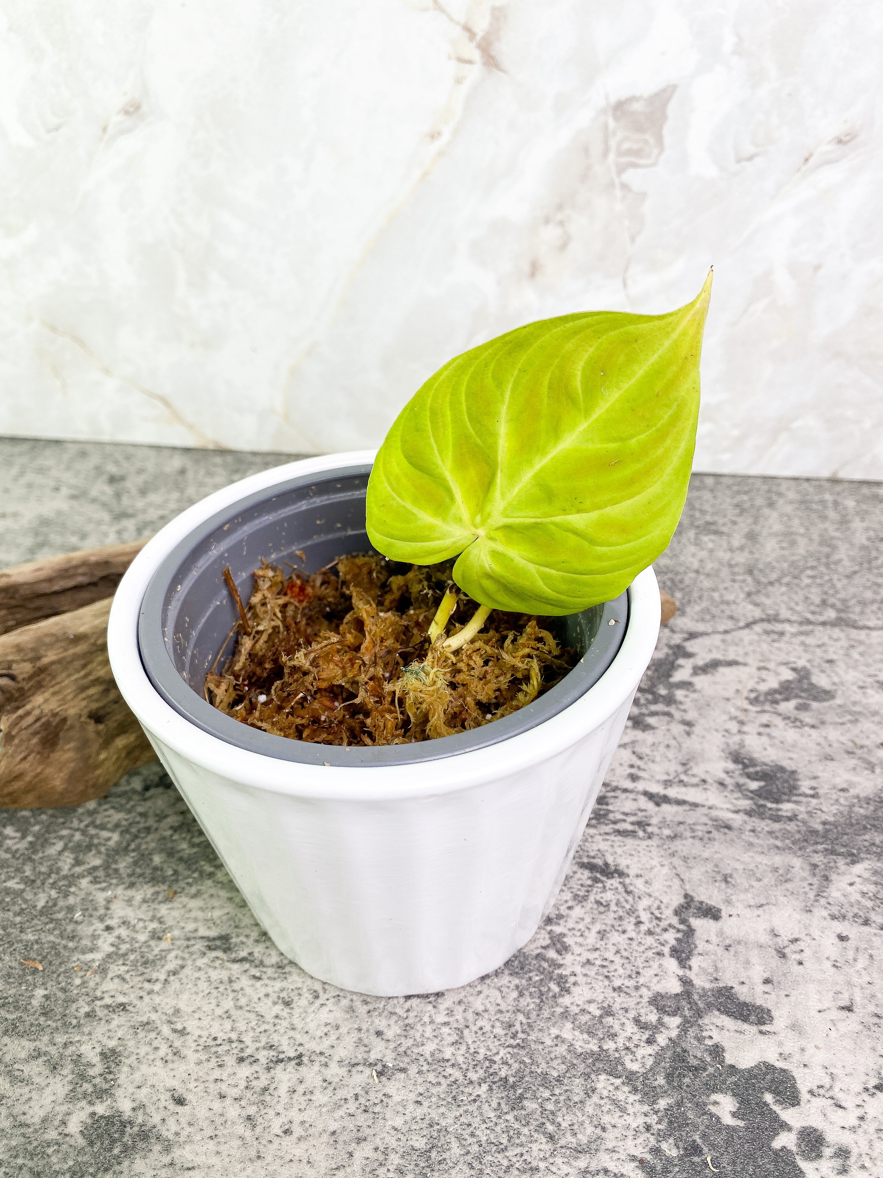 Philodendron verrucosum Dark Milky Way Rooting 1 leaf 1 sprout
