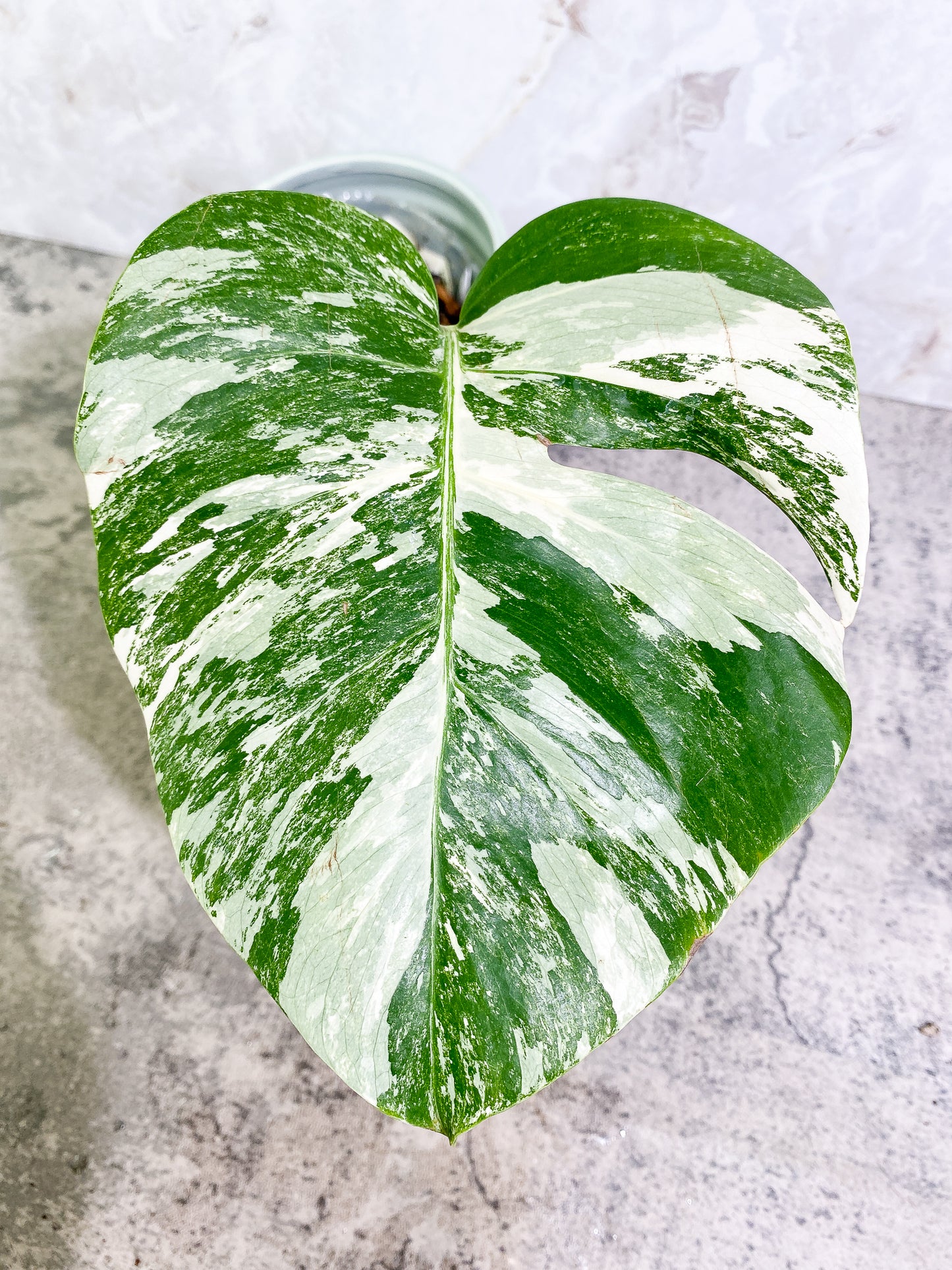 Monstera Albo Variegated 1 leaf with 1 growth point rooted