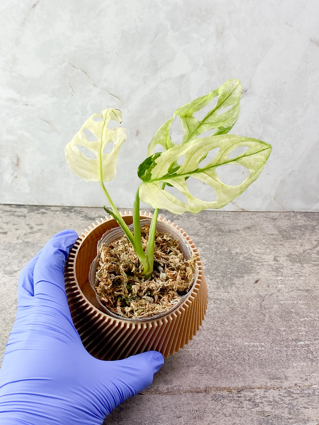 Monstera Adansonii albo tricolor 3 leaves Slightly Rooted