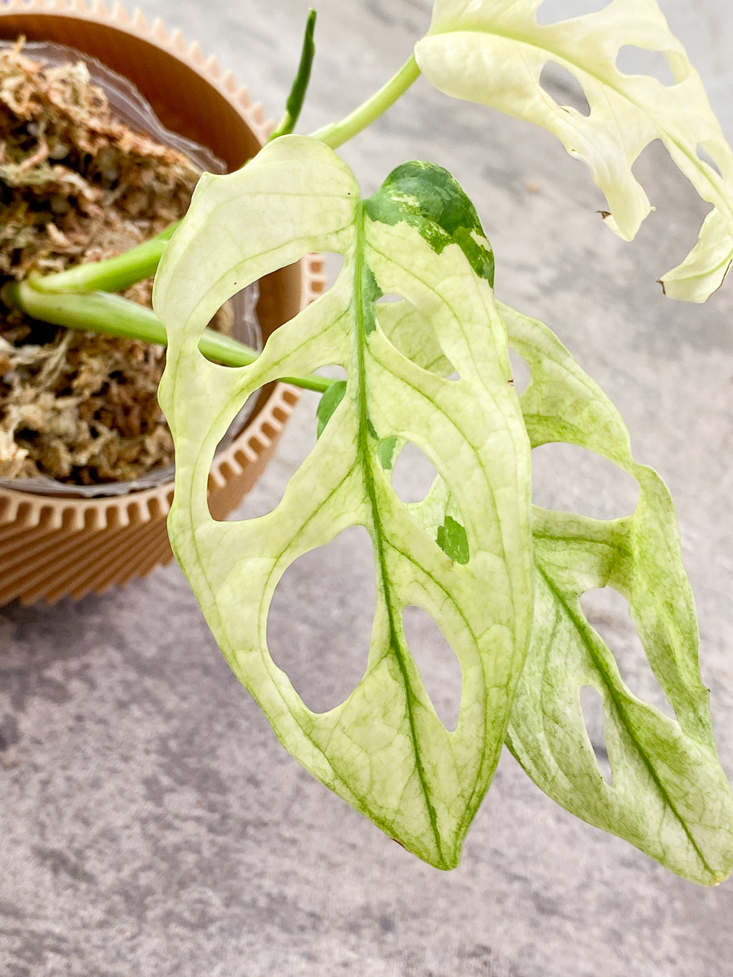 Monstera Adansonii albo tricolor 3 leaves Slightly Rooted