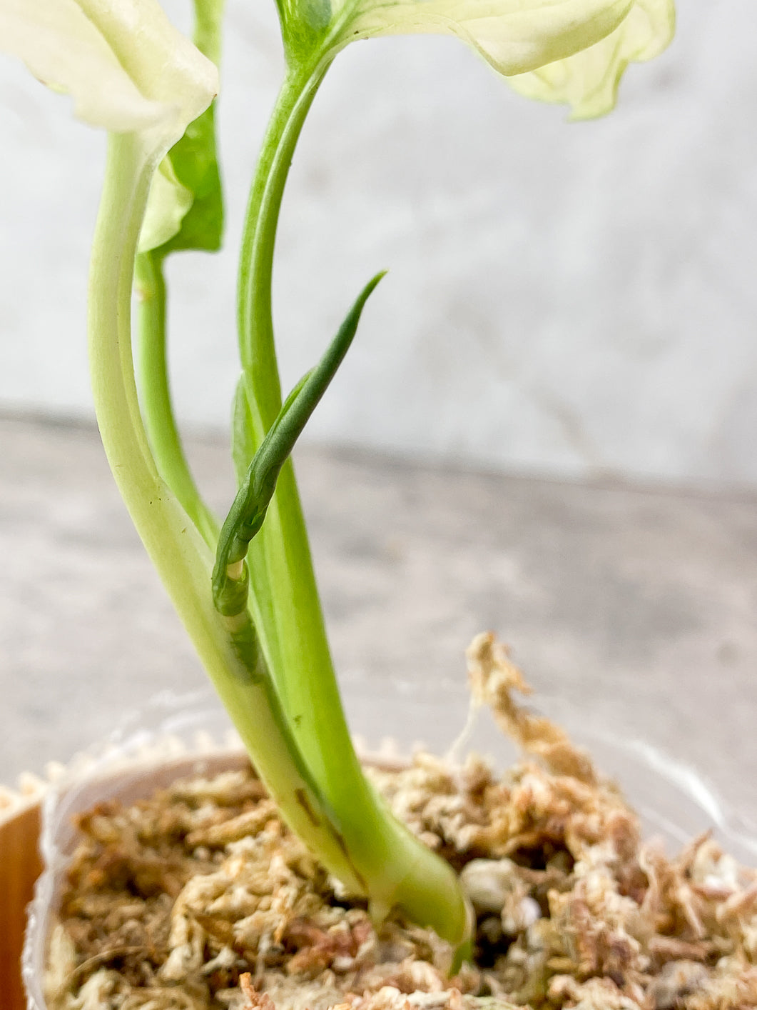 Monstera Adansonii albo tricolor 3 leaves Slightly Rooted