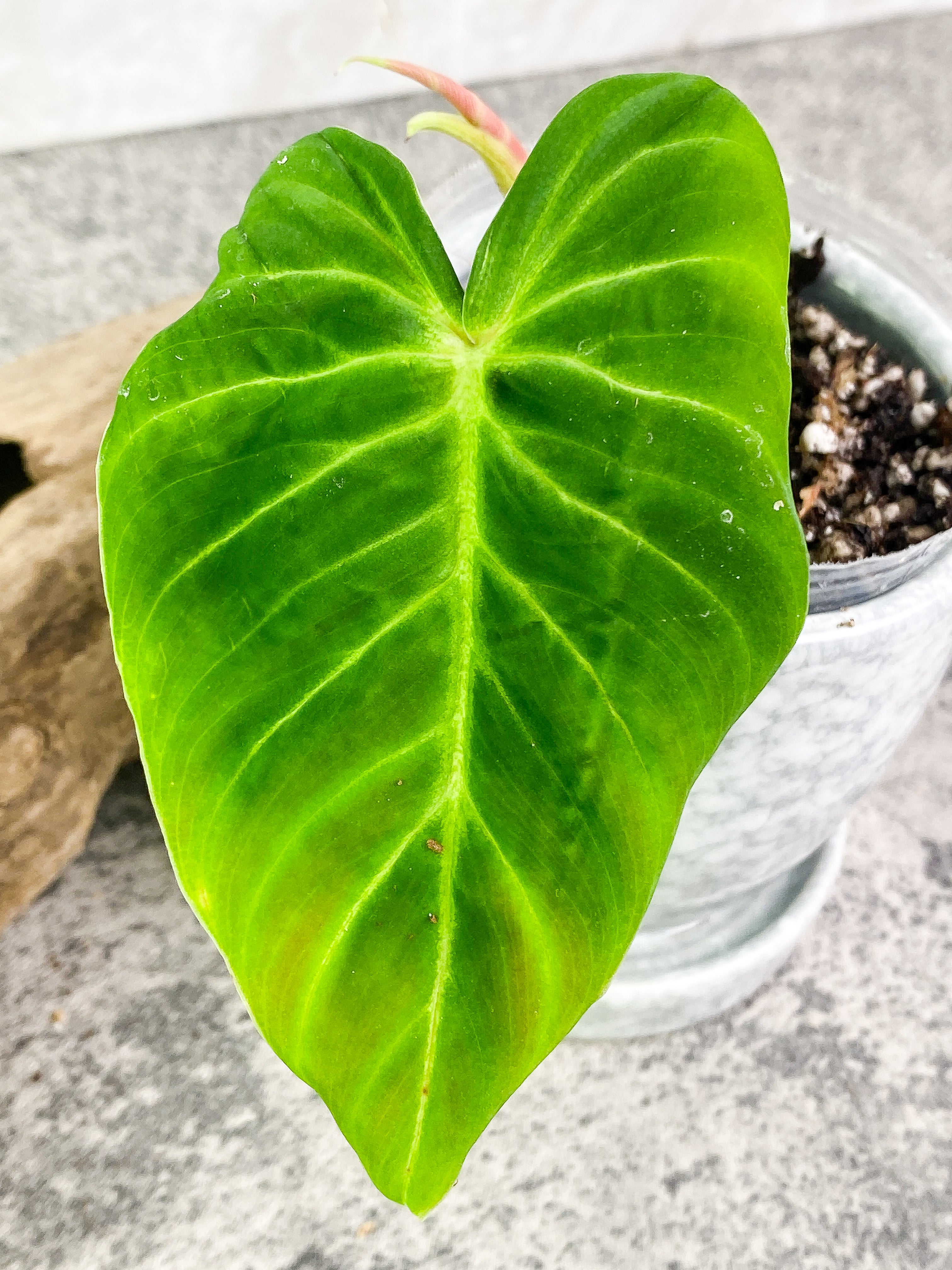 Philodendron verrucosum san miguel Slightly Rooted 2 leaves Top Cutting. This is the verrucosum type with wavy leaves and can size up much faster than any other verrucosum.