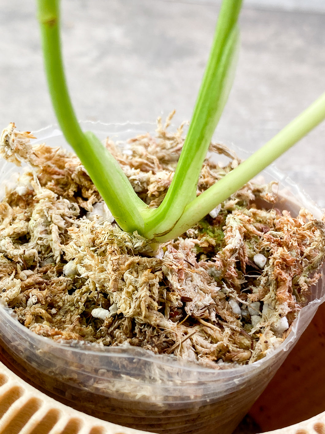 Monstera Adansonii albo tricolor 3 leaves Slightly Rooted