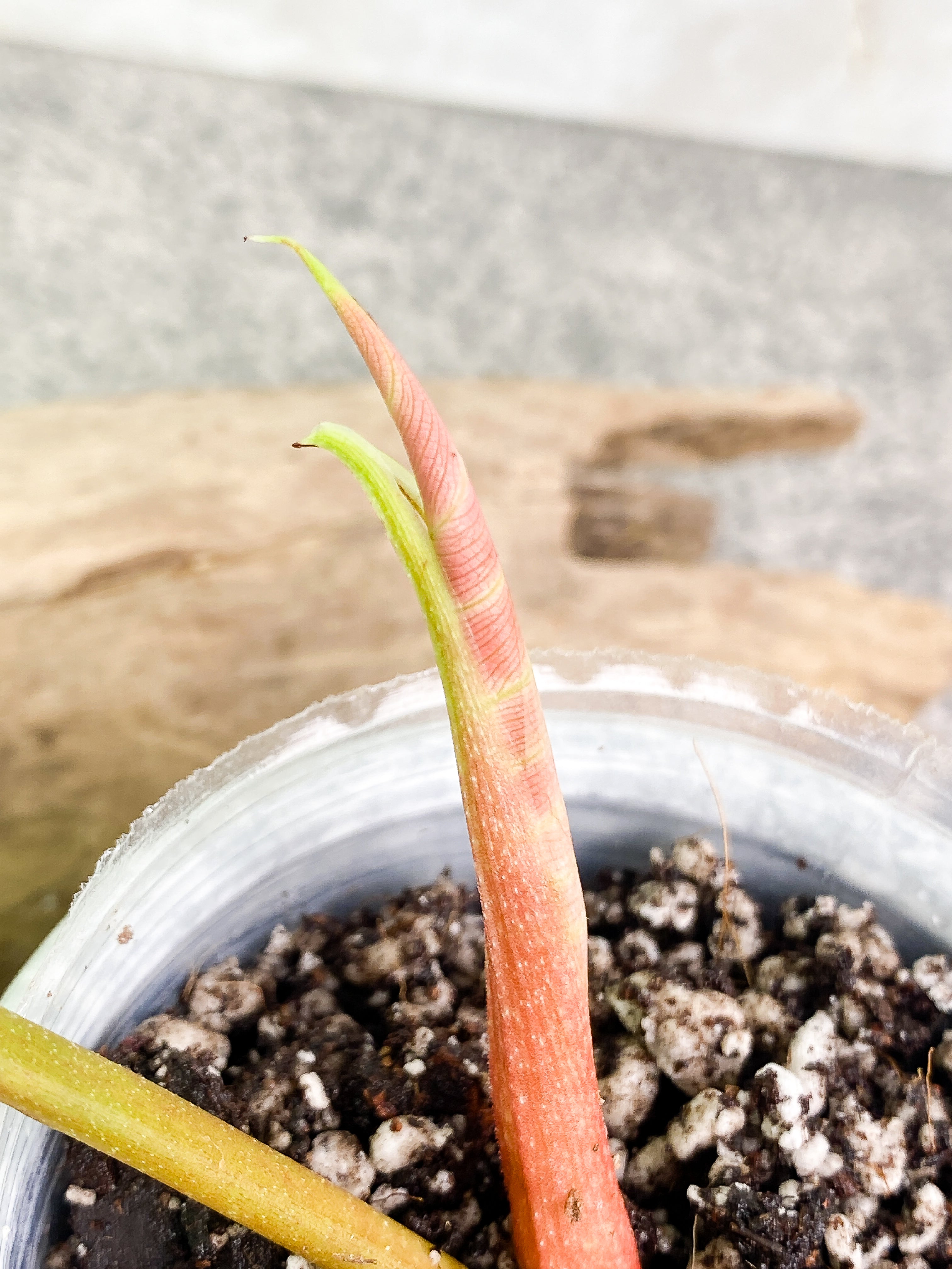 Philodendron verrucosum san miguel Slightly Rooted 2 leaves Top Cutting. This is the verrucosum type with wavy leaves and can size up much faster than any other verrucosum.