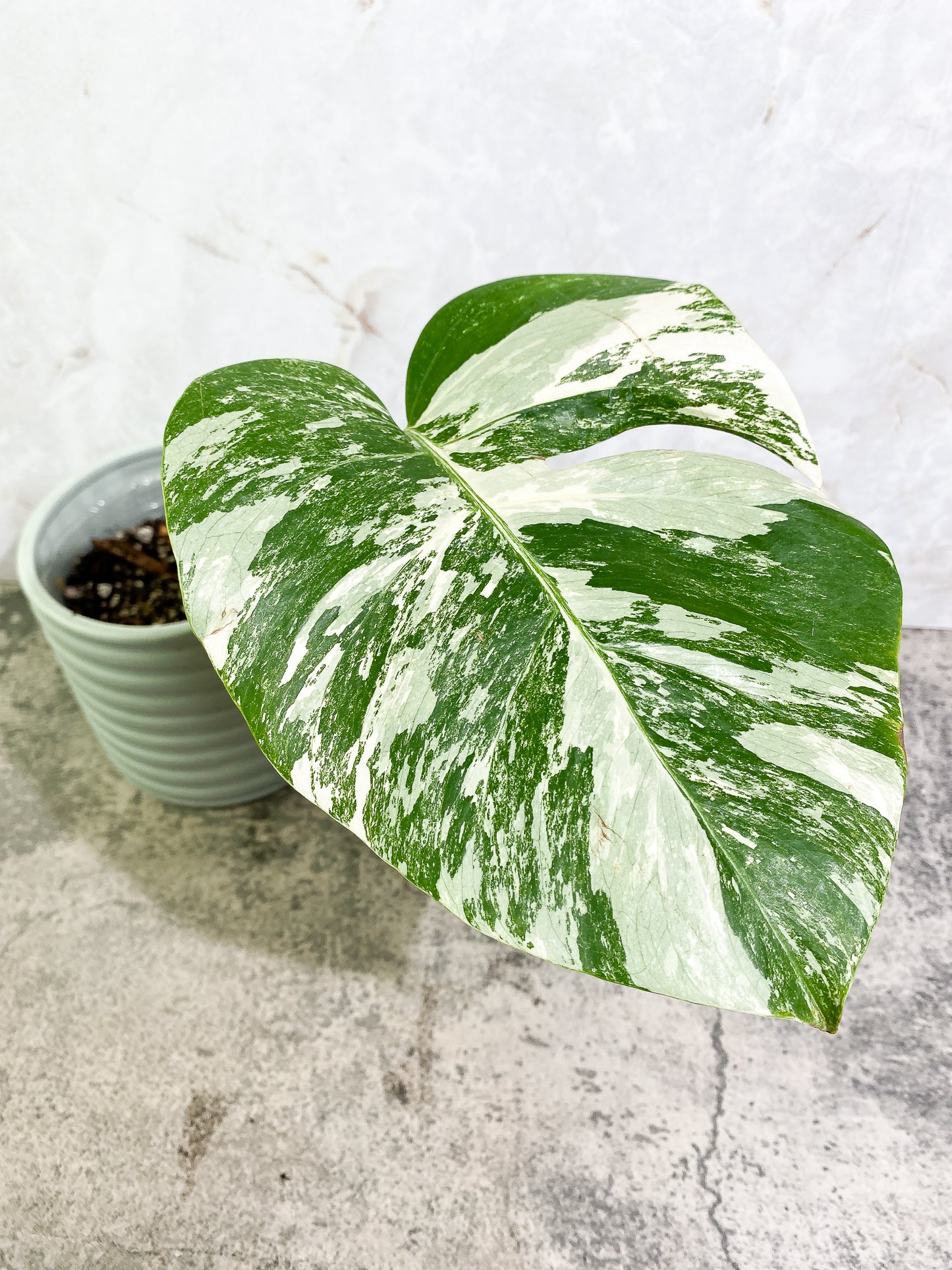 Monstera Albo Variegated 1 leaf with 1 growth point rooted