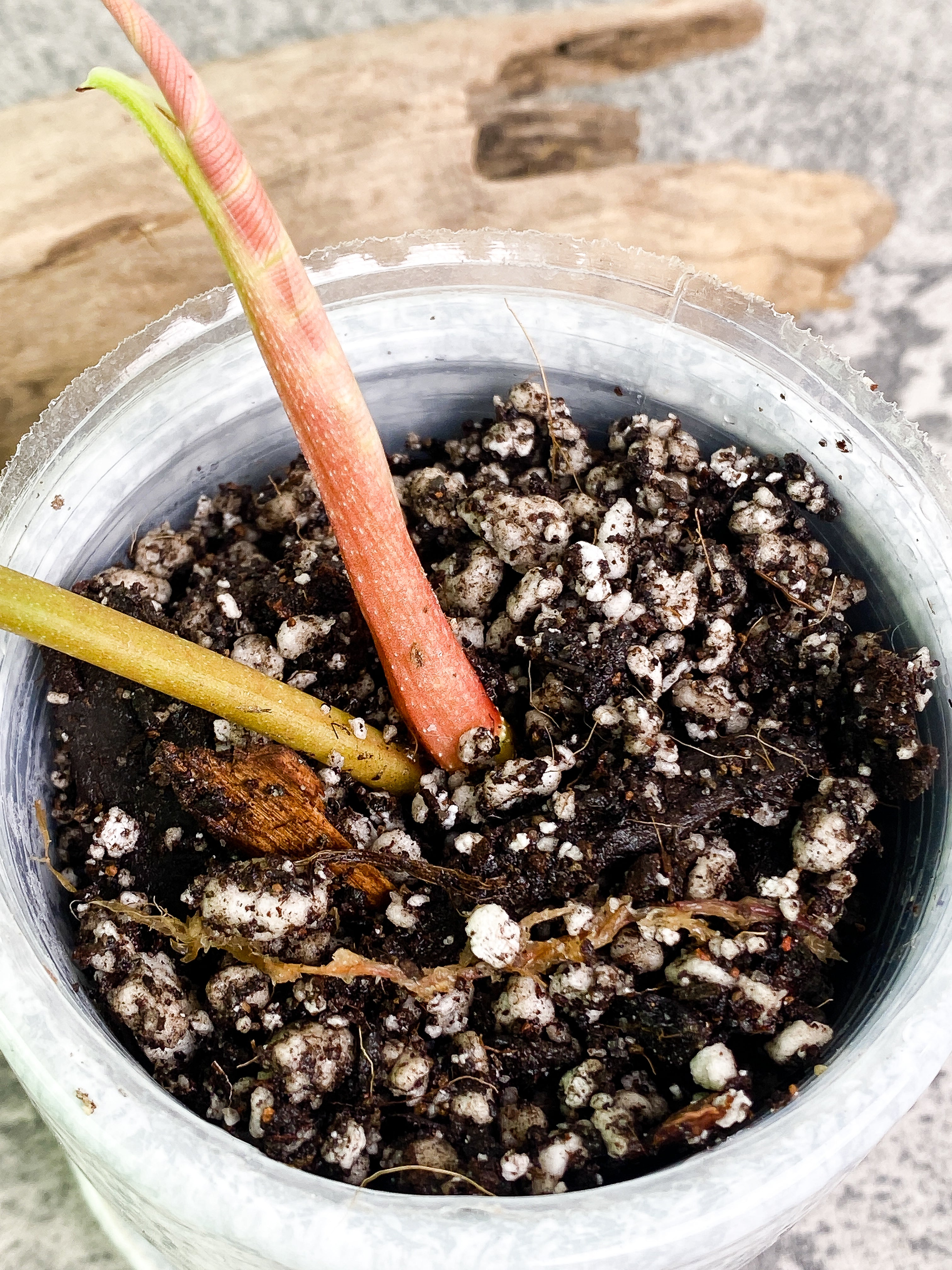 Philodendron verrucosum san miguel Slightly Rooted 2 leaves Top Cutting. This is the verrucosum type with wavy leaves and can size up much faster than any other verrucosum.