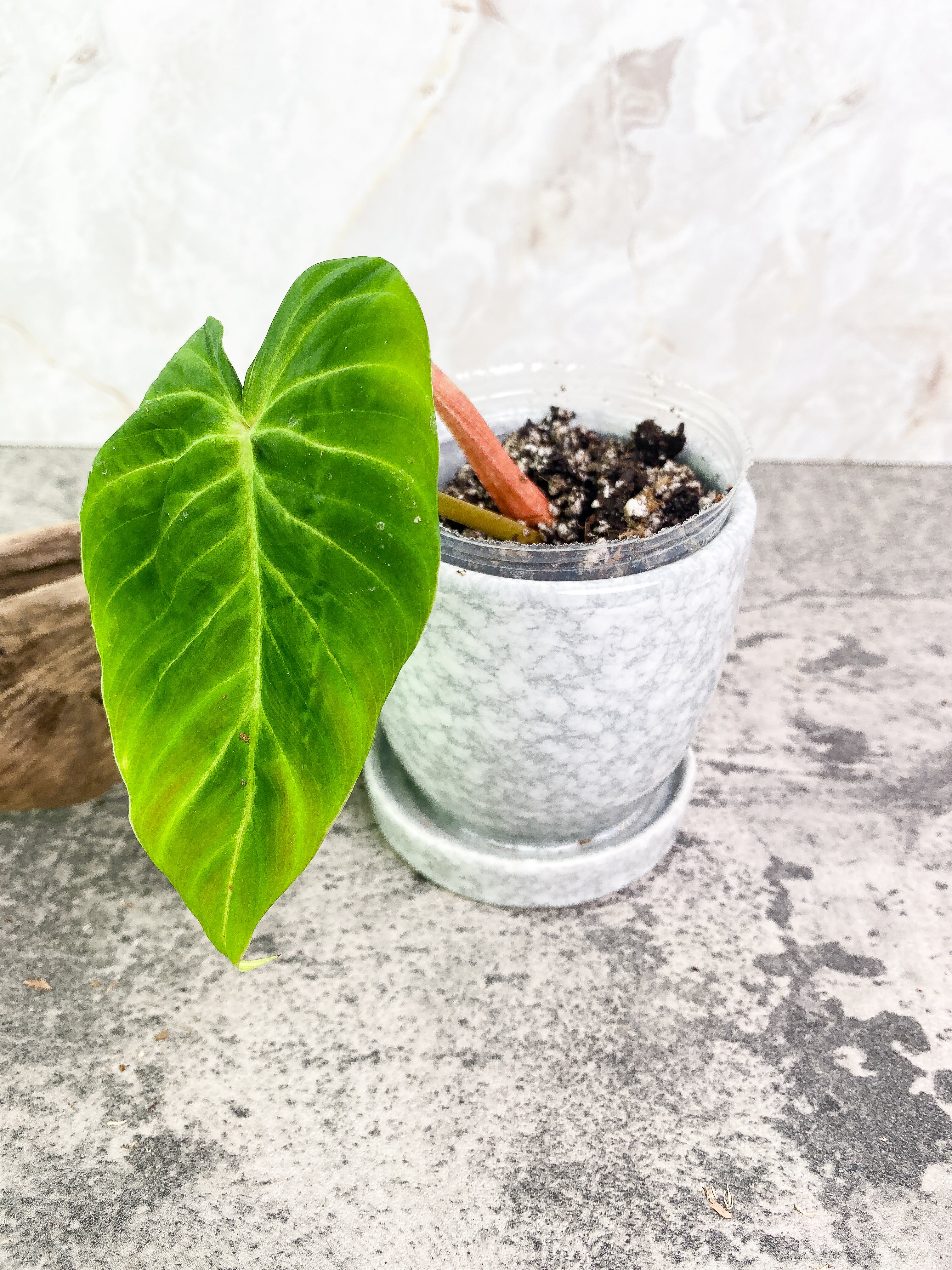 Philodendron verrucosum san miguel Slightly Rooted 2 leaves Top Cutting. This is the verrucosum type with wavy leaves and can size up much faster than any other verrucosum.