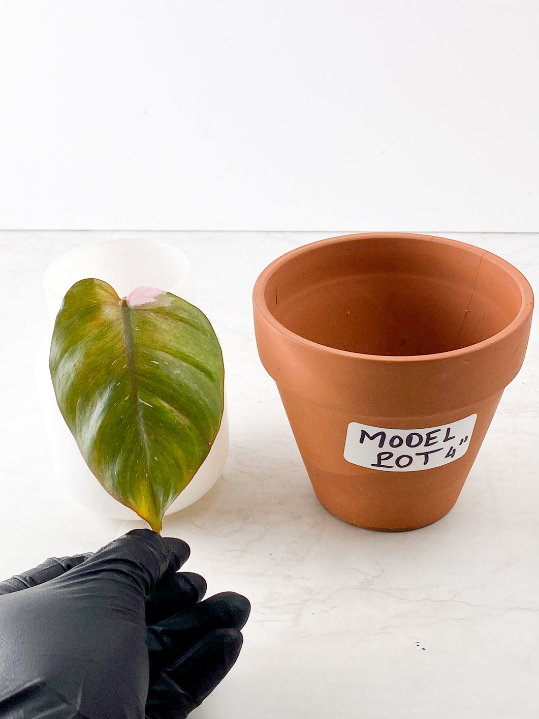 Philodendron red Anderson rooting node 1 leaf